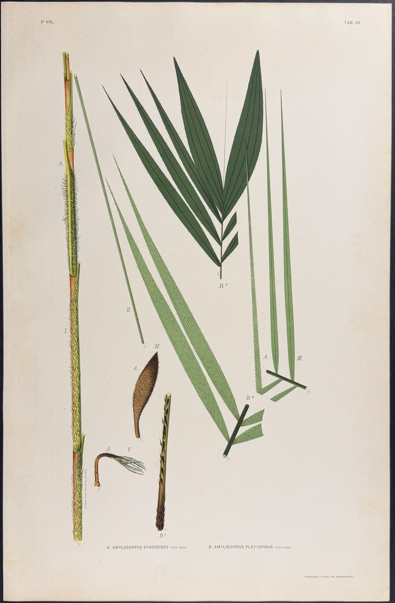 Rodrigues - 22 Folio Palm Chromolithographs