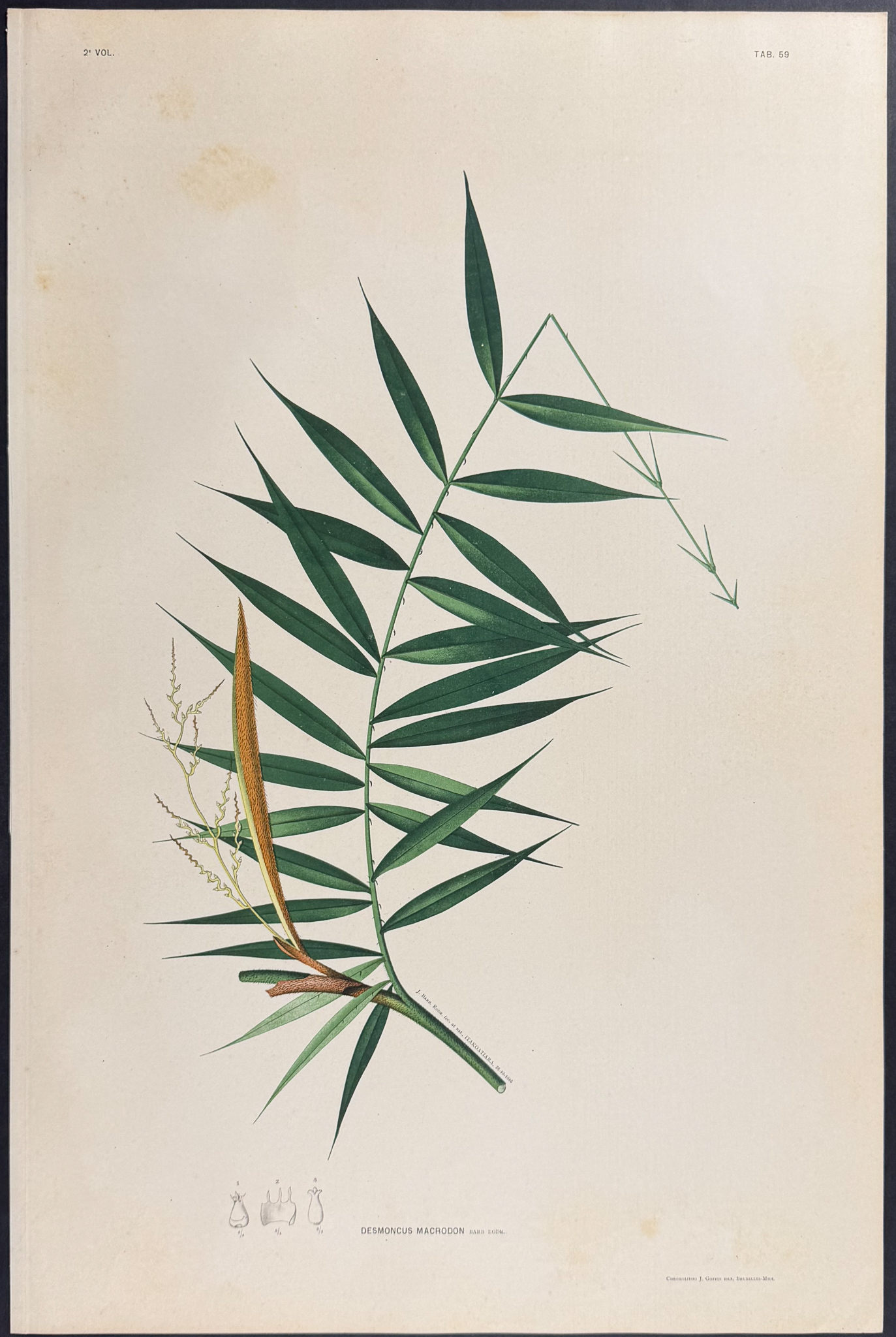 Rodrigues - 22 Folio Palm Chromolithographs