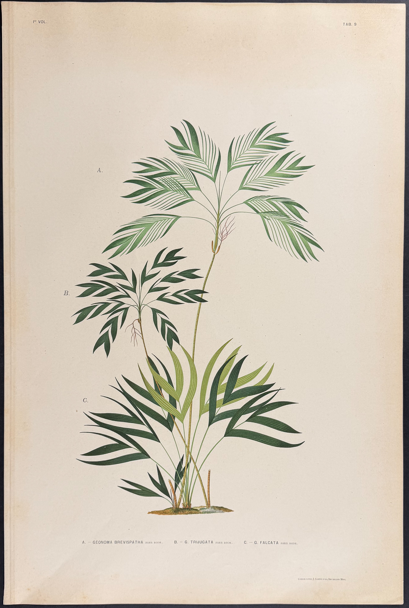 Rodrigues - 22 Folio Palm Chromolithographs