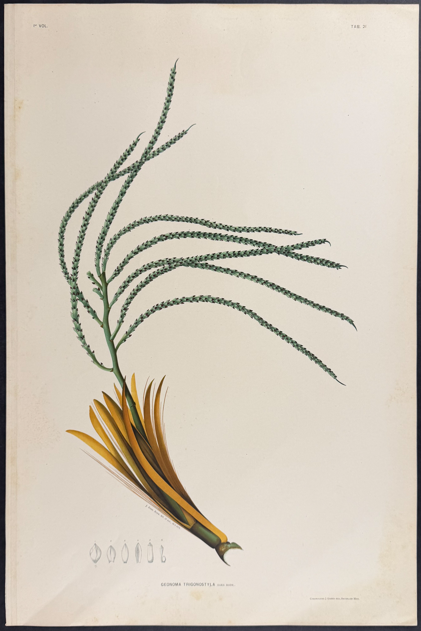 Rodrigues - 22 Folio Palm Chromolithographs