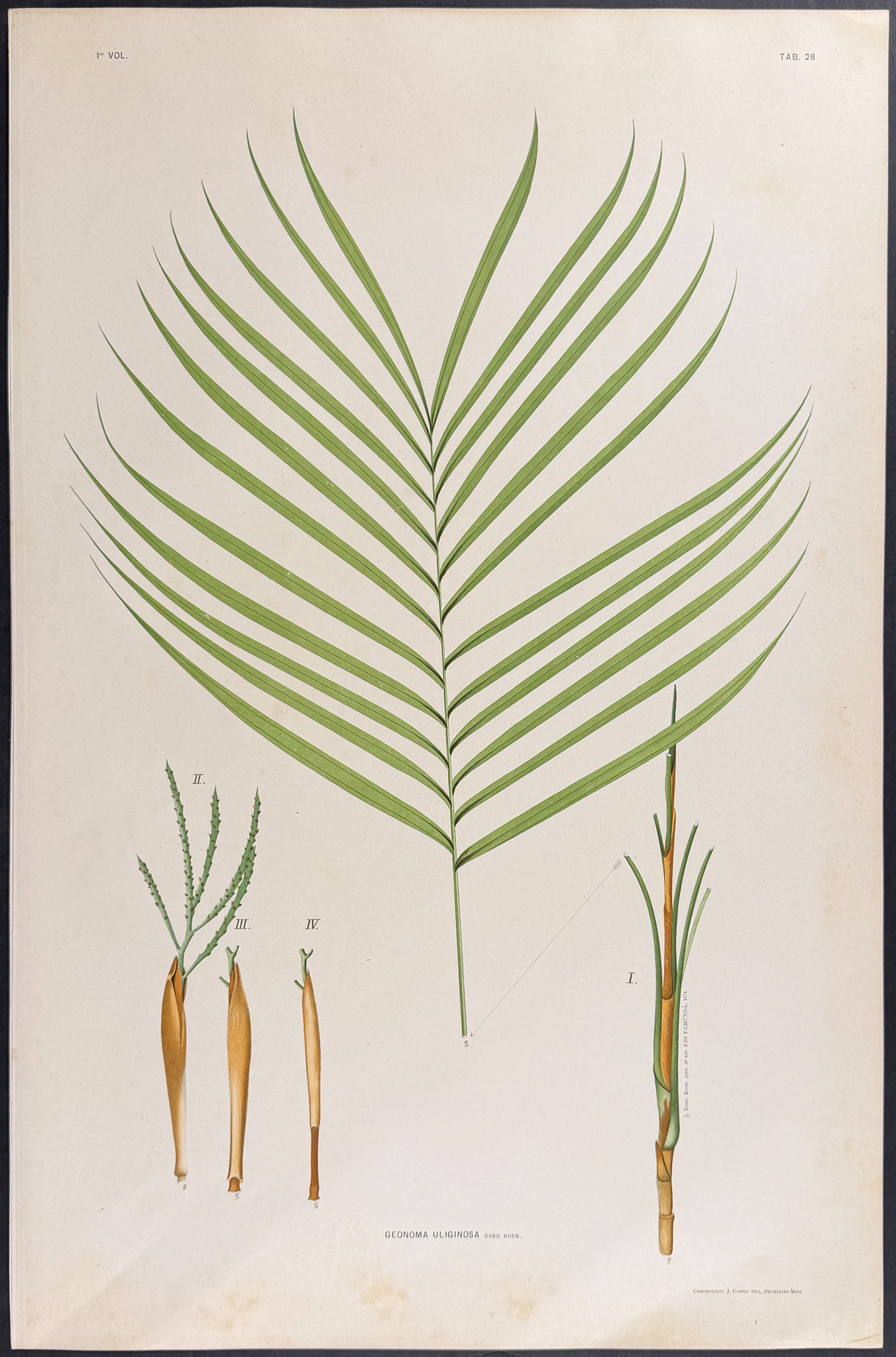 Rodrigues - 22 Folio Palm Chromolithographs