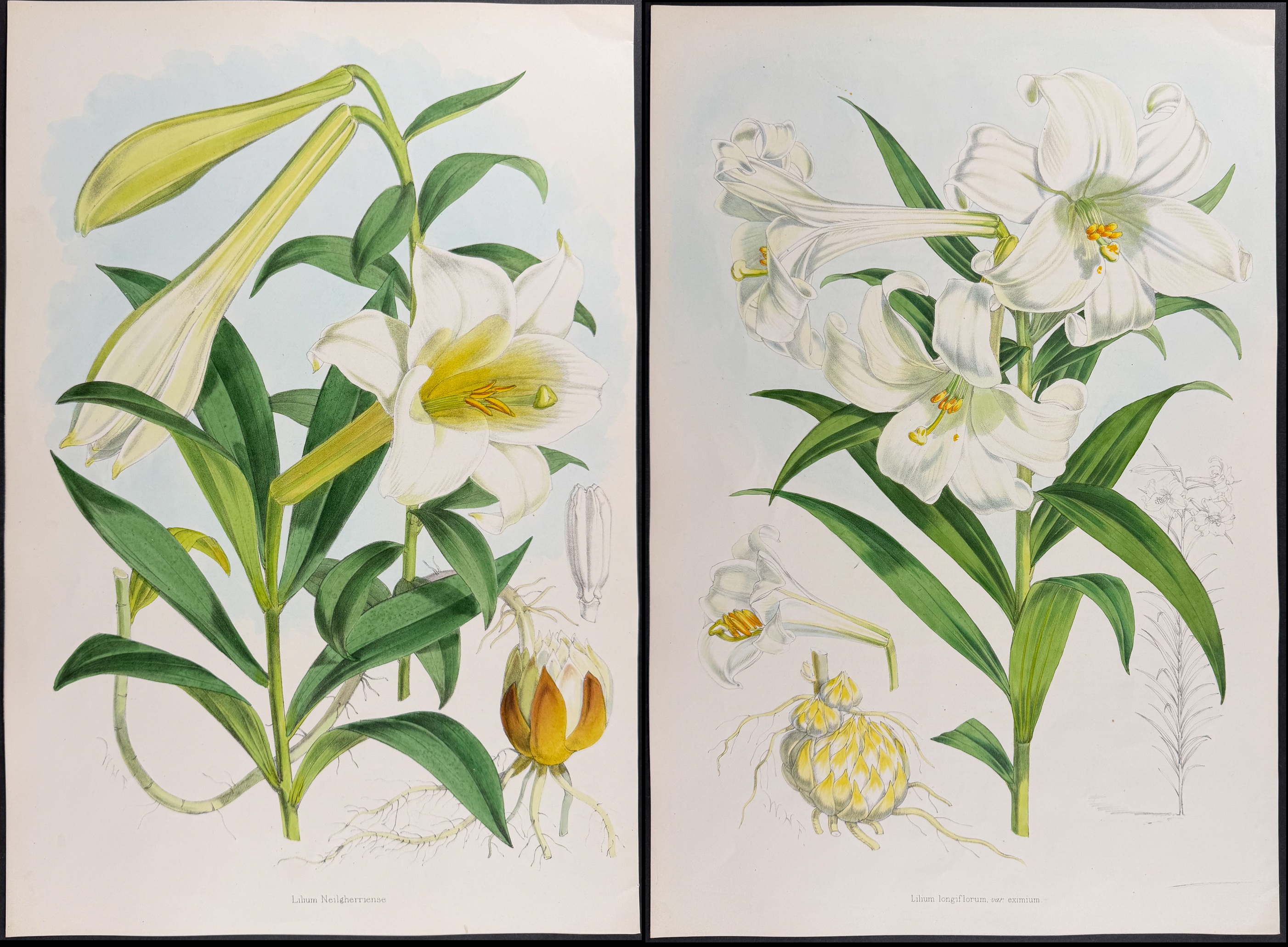 Elwes & Fitch - 4 Folio Lily Lithographs