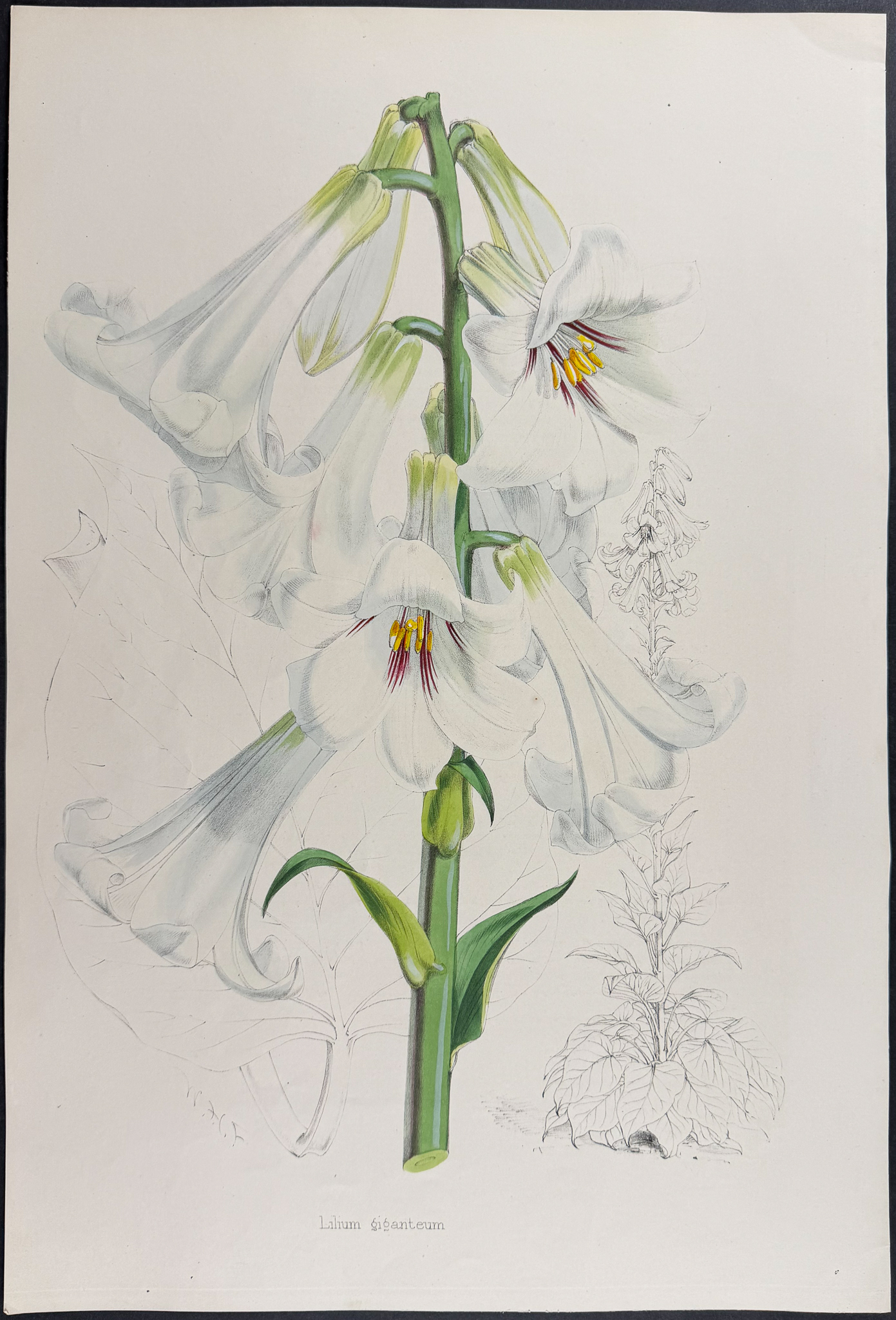 Elwes & Fitch - 4 Folio Lily Lithographs
