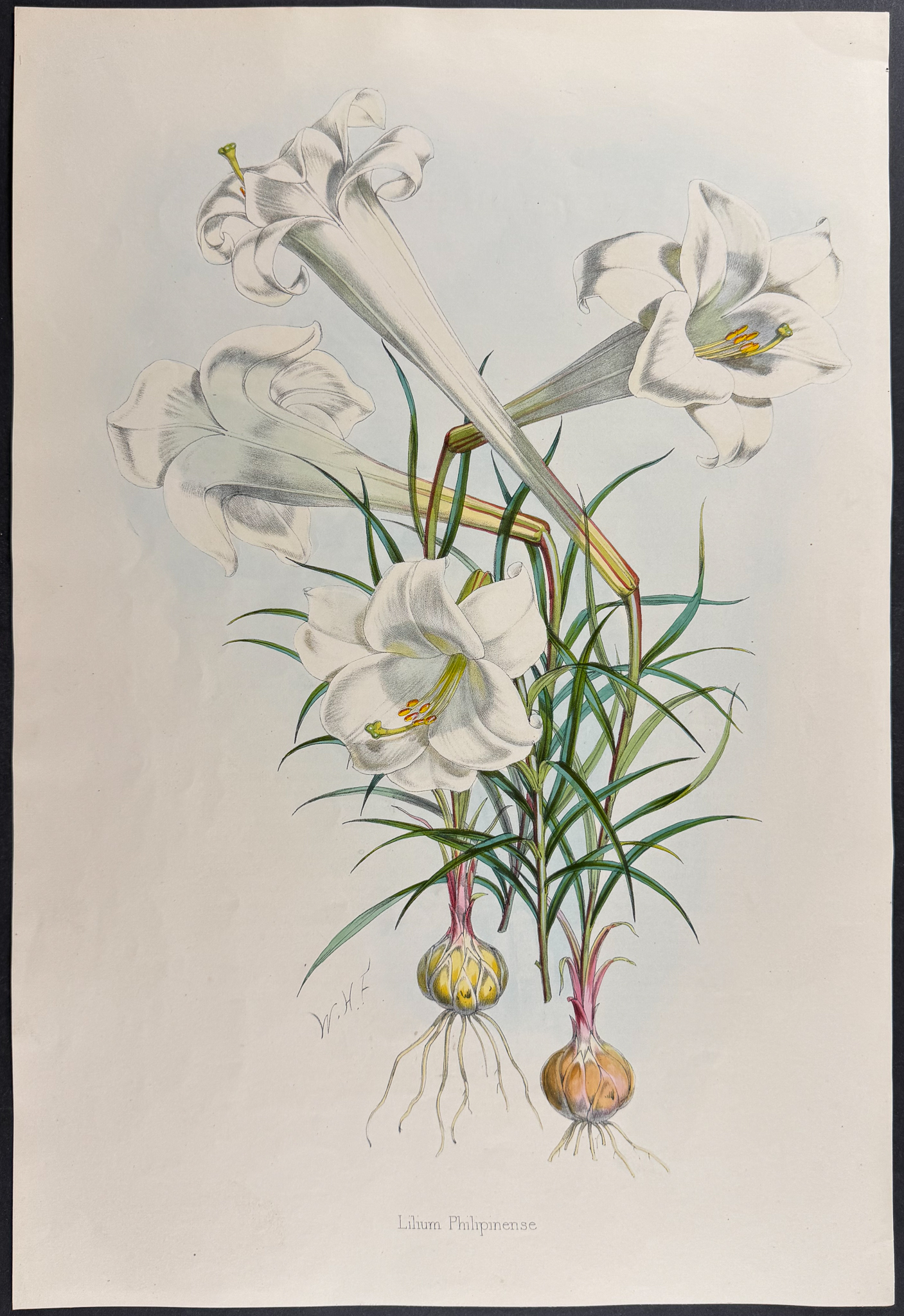 Elwes & Fitch - 4 Folio Lily Lithographs