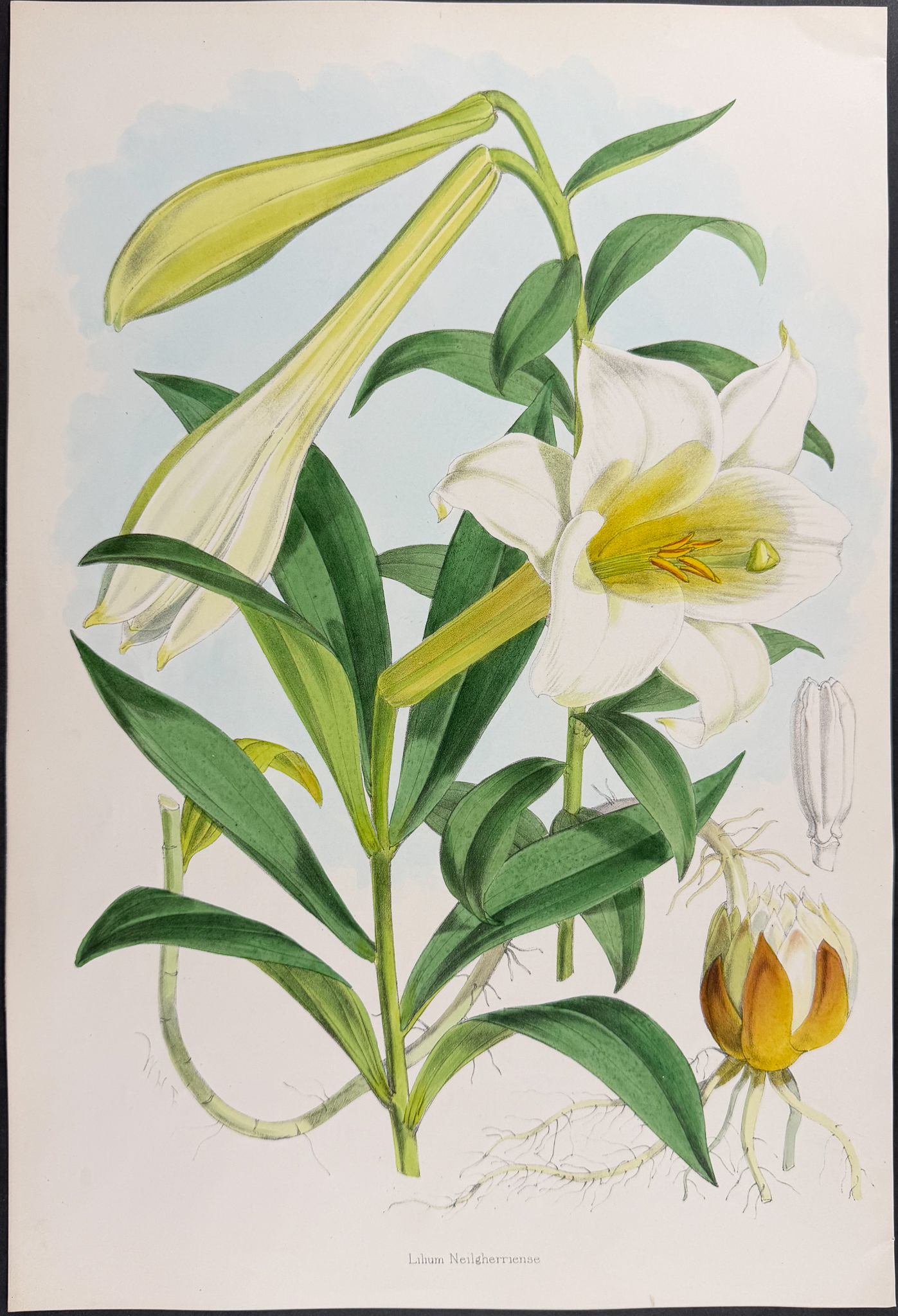 Elwes & Fitch - 4 Folio Lily Lithographs