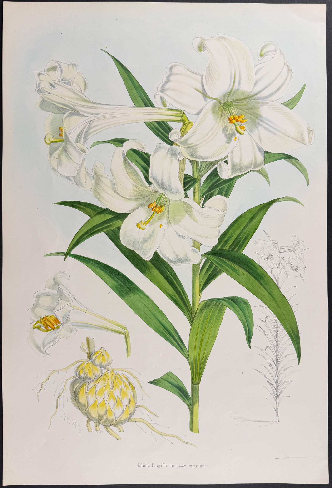 Elwes & Fitch - 4 Folio Lily Lithographs