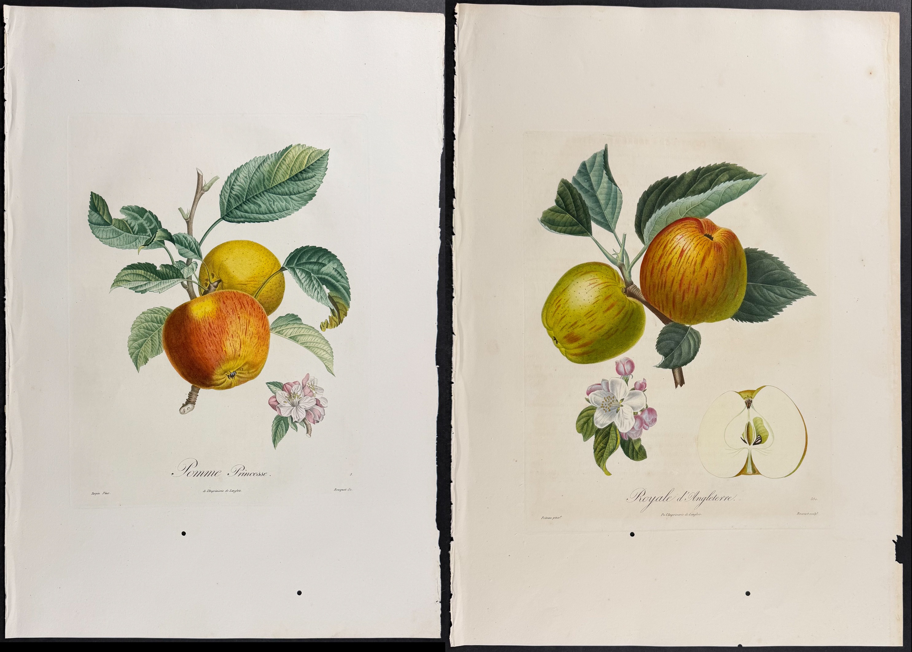 Poiteau - Pair of Apple Engravings