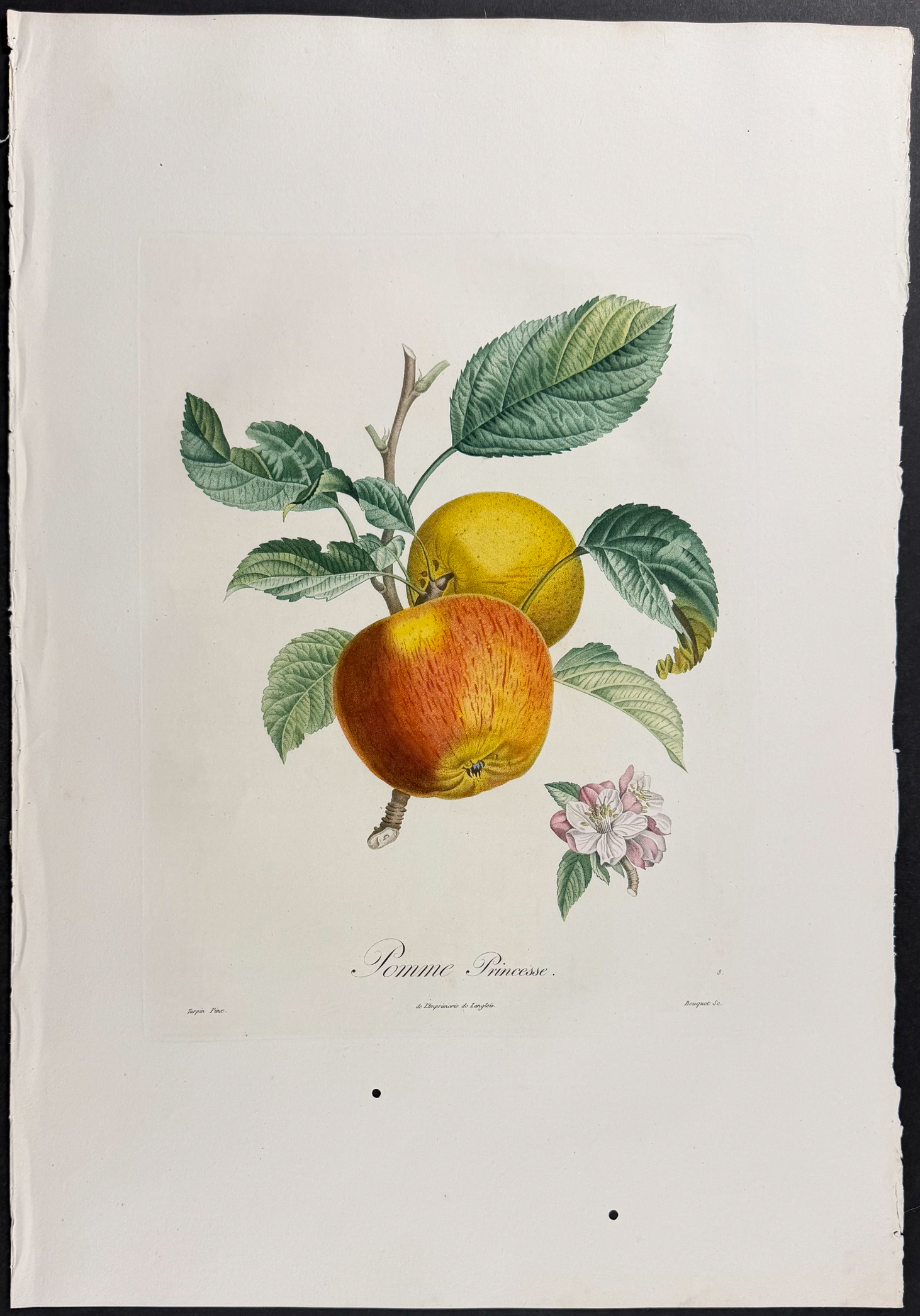 Poiteau - Pair of Apple Engravings