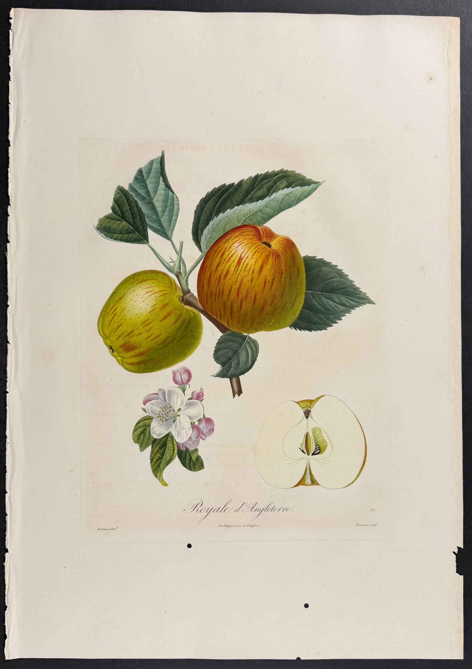 Poiteau - Pair of Apple Engravings