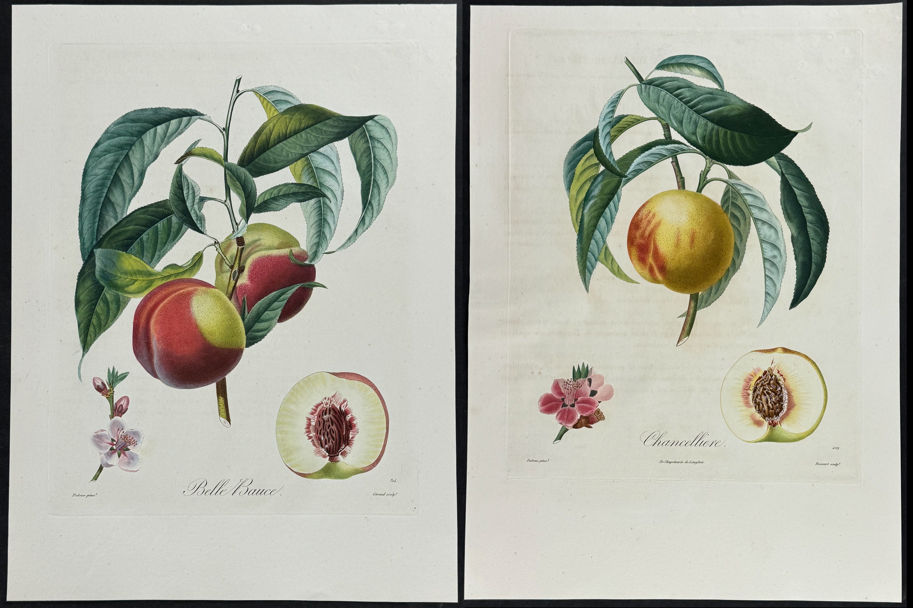 Poiteau - 3 Peach Engravings