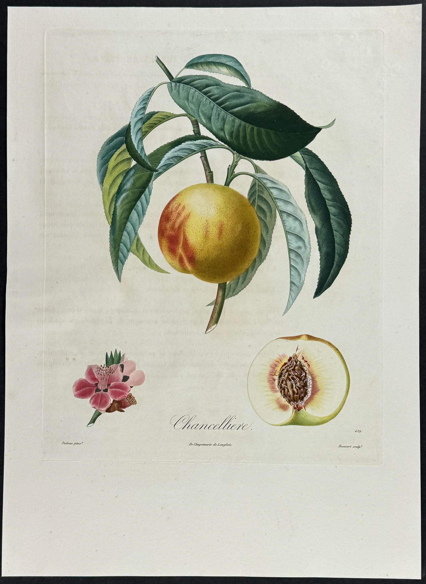 Poiteau - 3 Peach Engravings