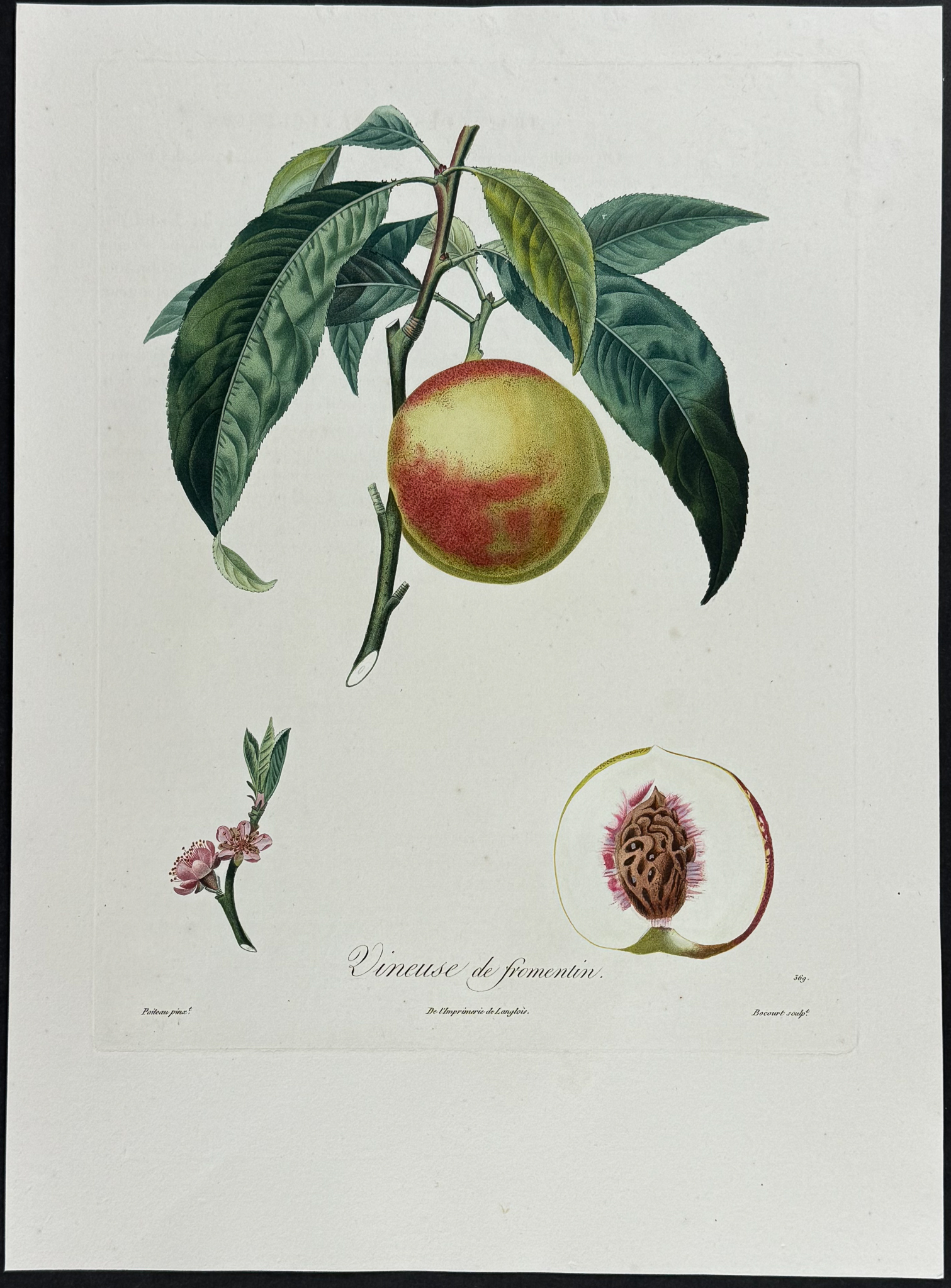 Poiteau - 3 Peach Engravings