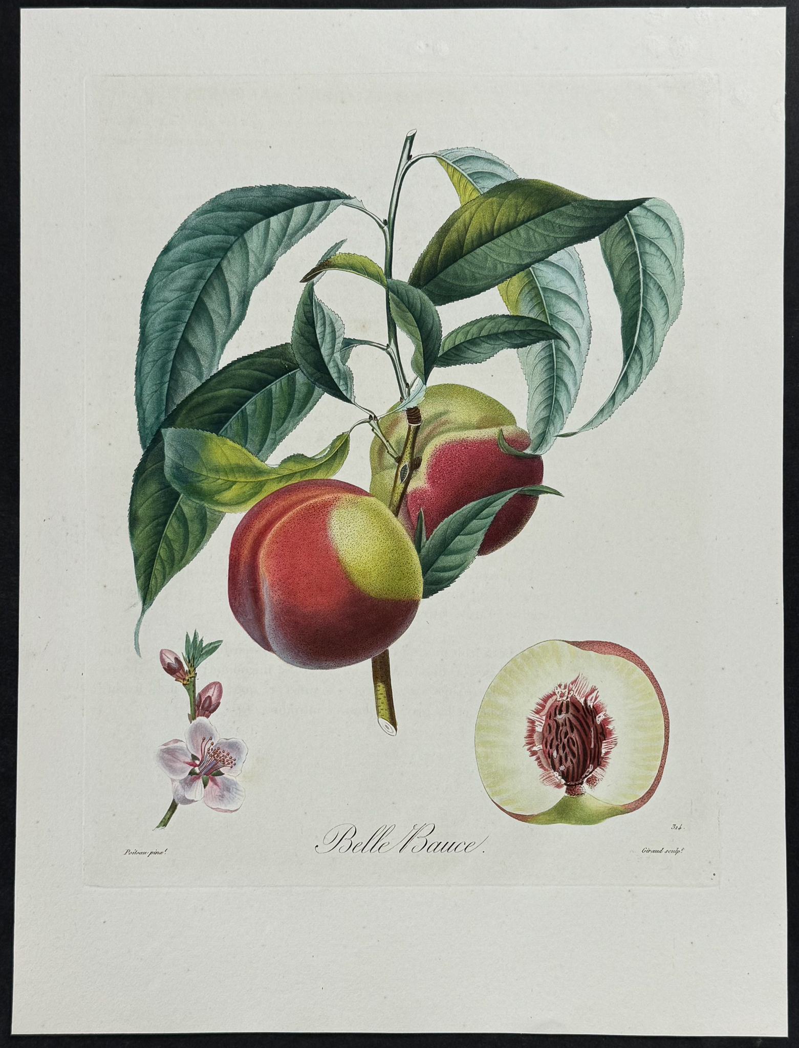 Poiteau - 3 Peach Engravings