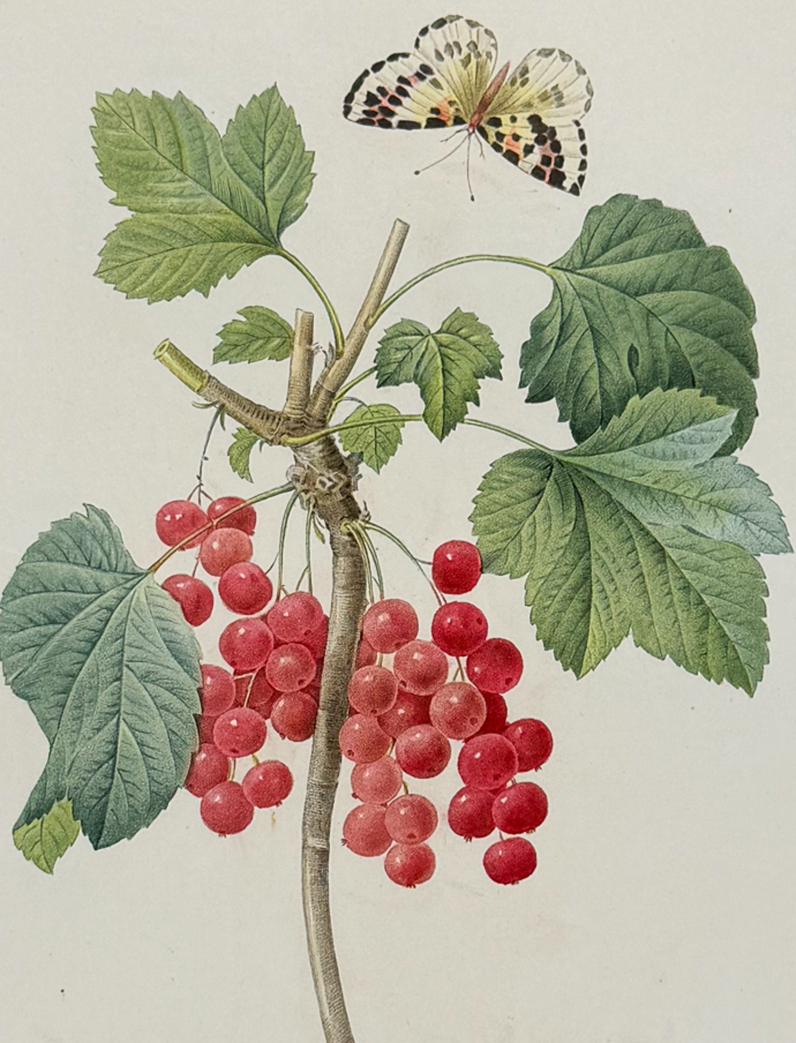Redoute, Choix, Rare Folio - Red Currant [Ribes rubrum]