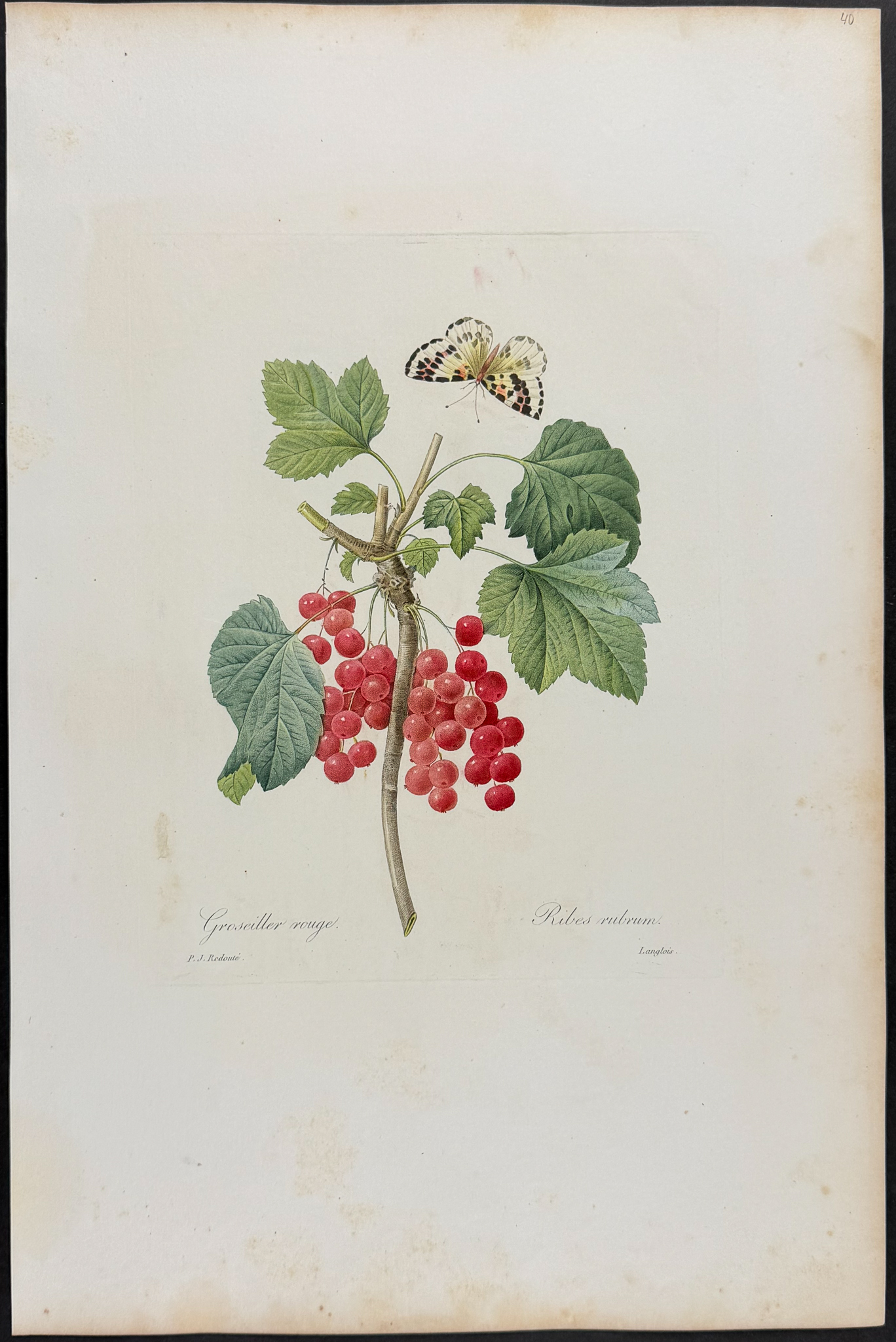 Redoute, Choix, Rare Folio - Red Currant [Ribes rubrum]