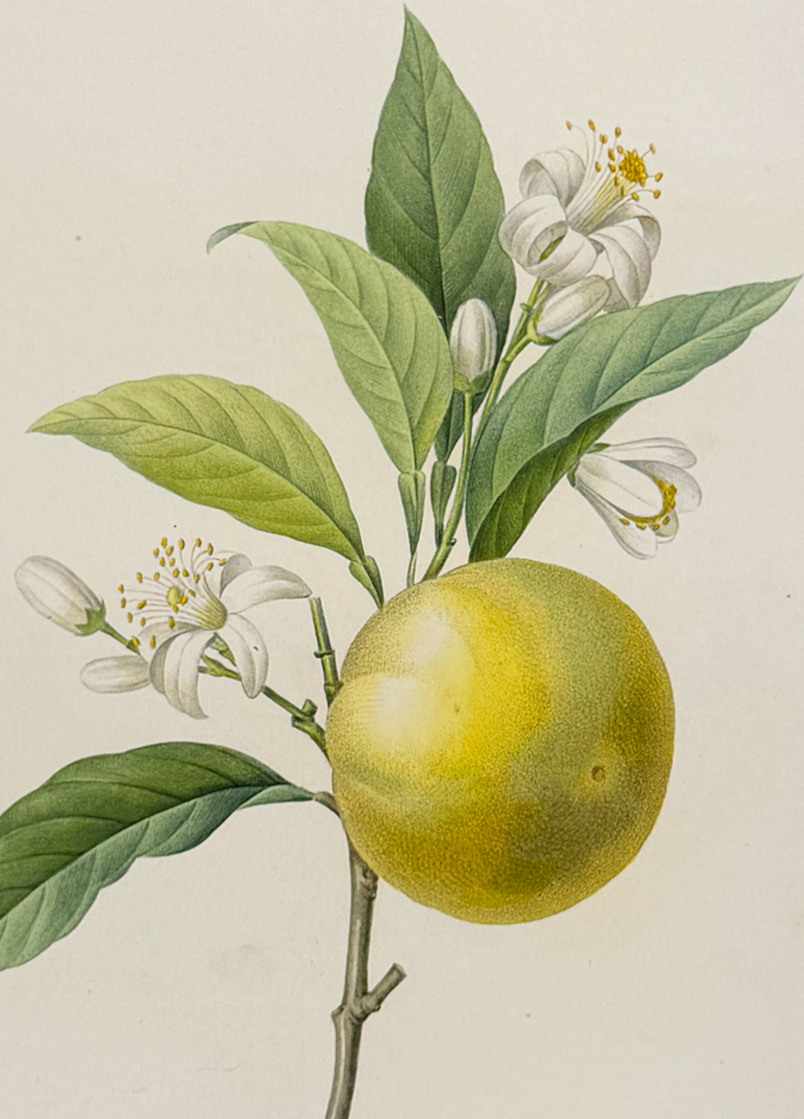 Redoute, Choix, Rare Folio - Orange [Oranger a fruits deprimes]