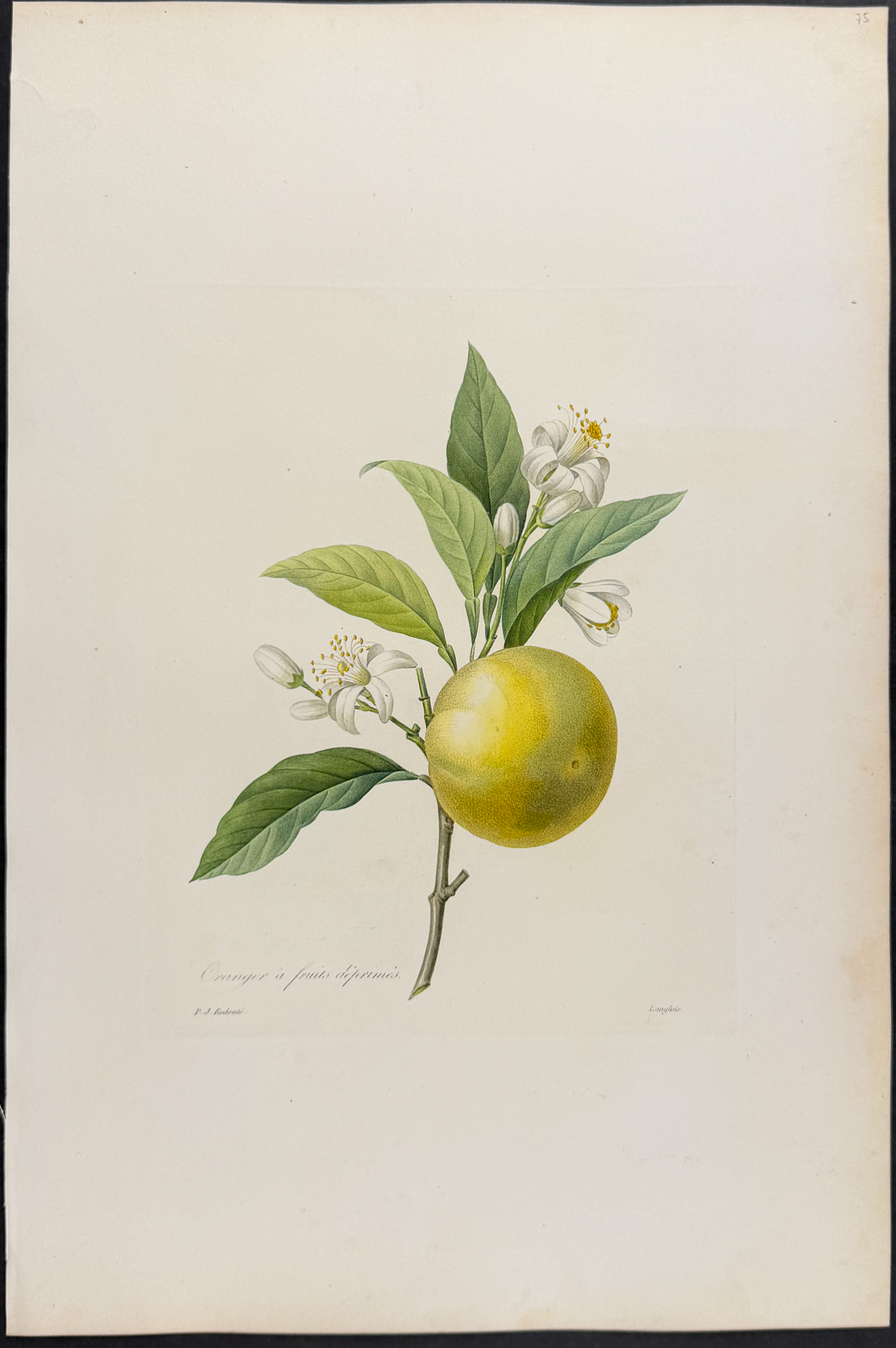 Redoute, Choix, Rare Folio - Orange [Oranger a fruits deprimes]