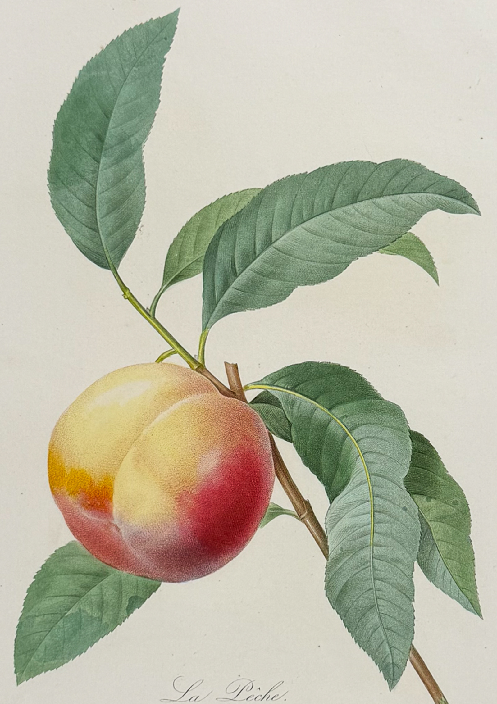 Redoute, Choix, Rare Folio - Peach [La Peche]