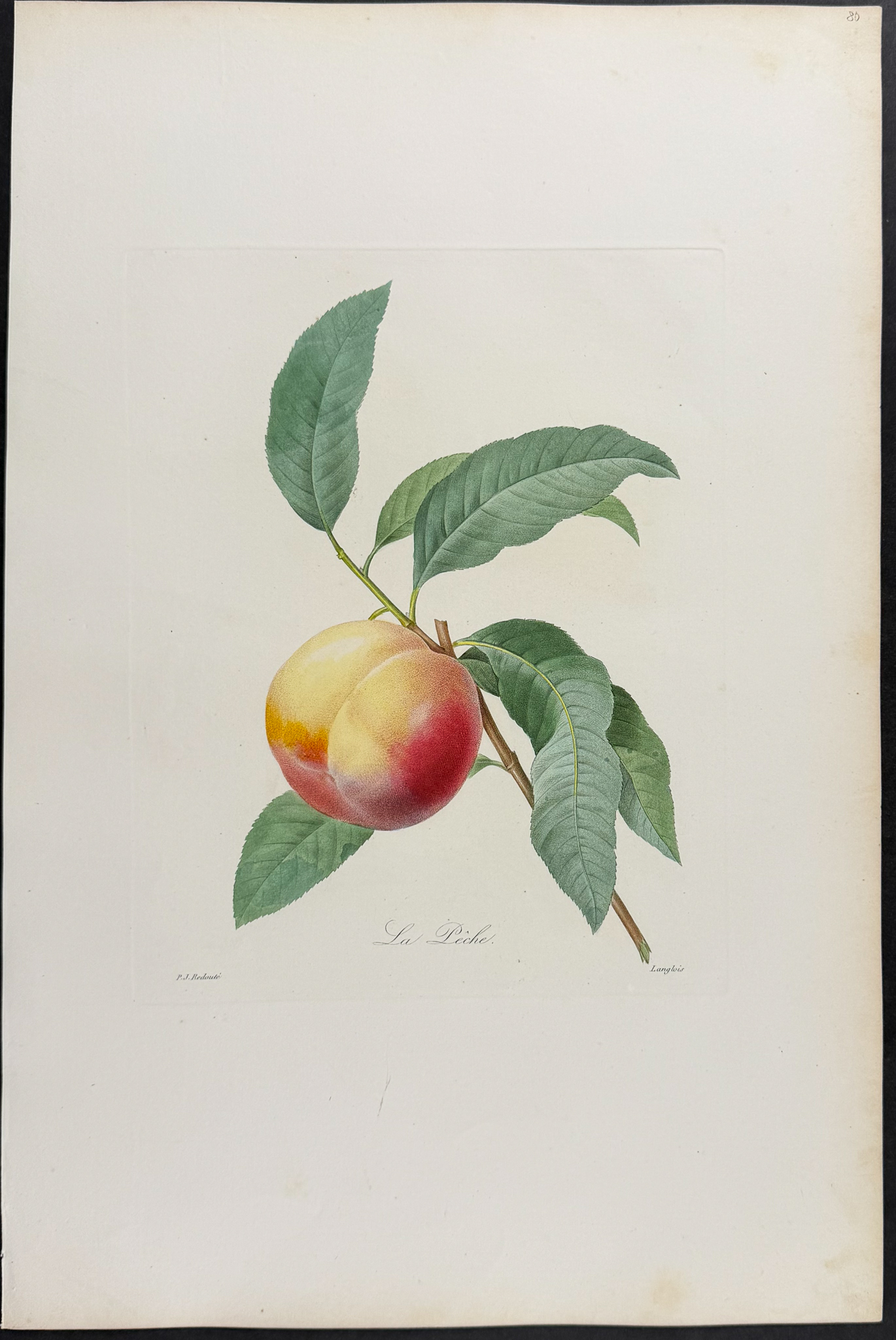 Redoute, Choix, Rare Folio - Peach [La Peche]