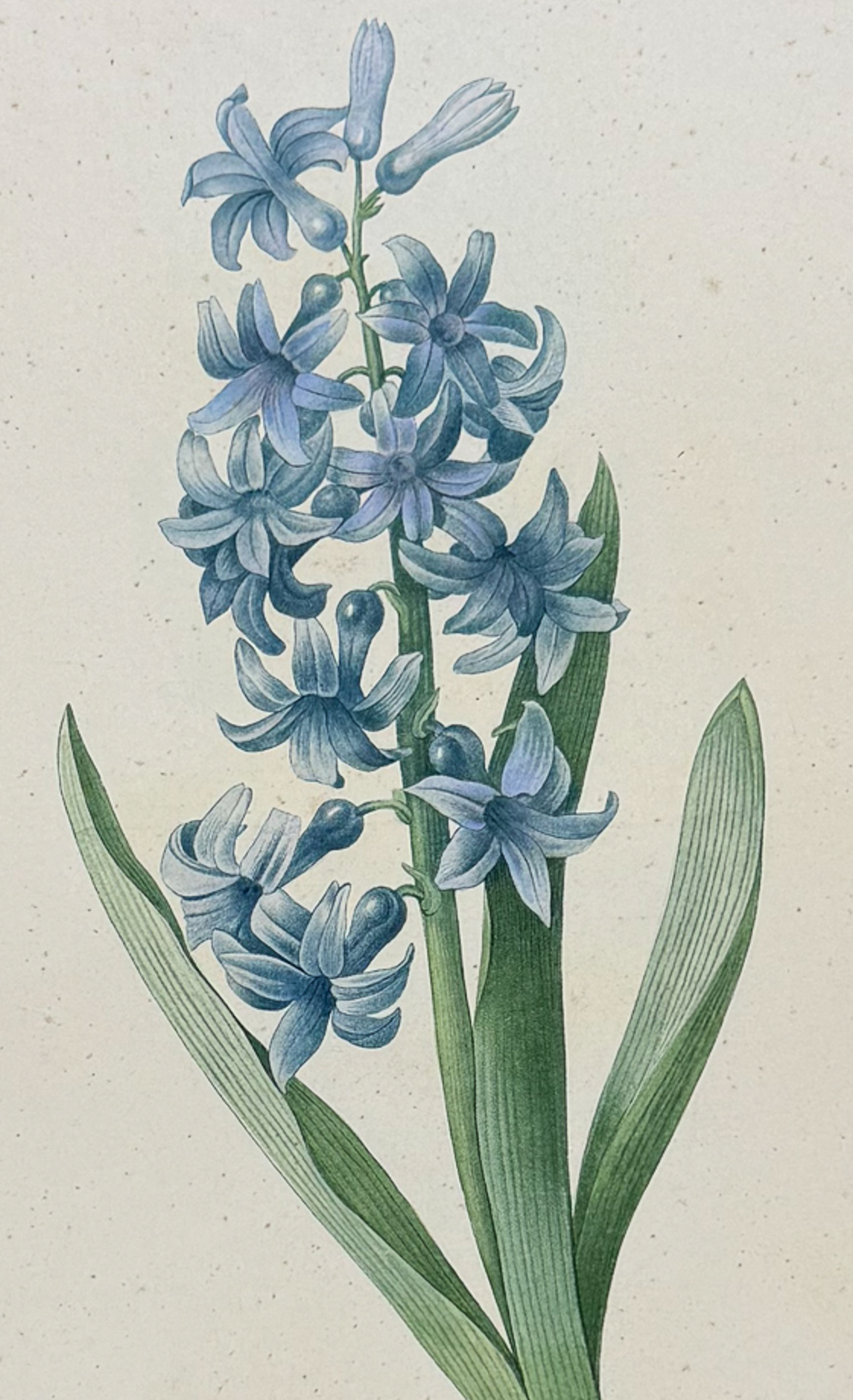 Redoute, Choix, Rare Folio - Hyacinth [Jacinthe d'Orient]