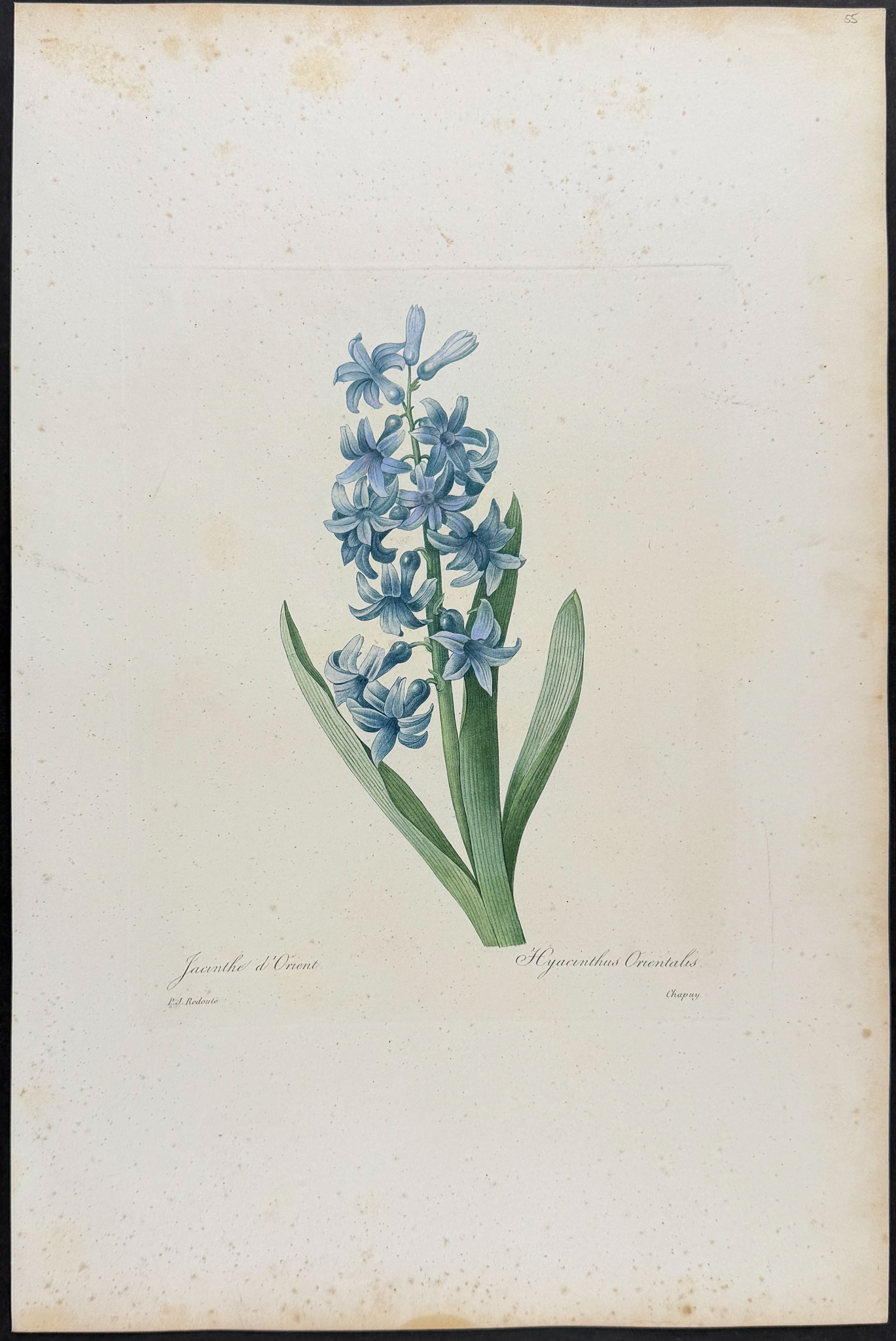 Redoute, Choix, Rare Folio - Hyacinth [Jacinthe d'Orient]