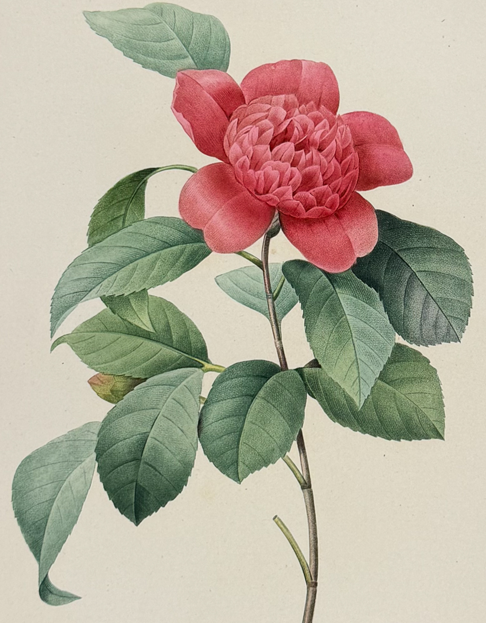 Redoute, Choix, Rare Folio - Camellia [Camellia Anemonefolia]