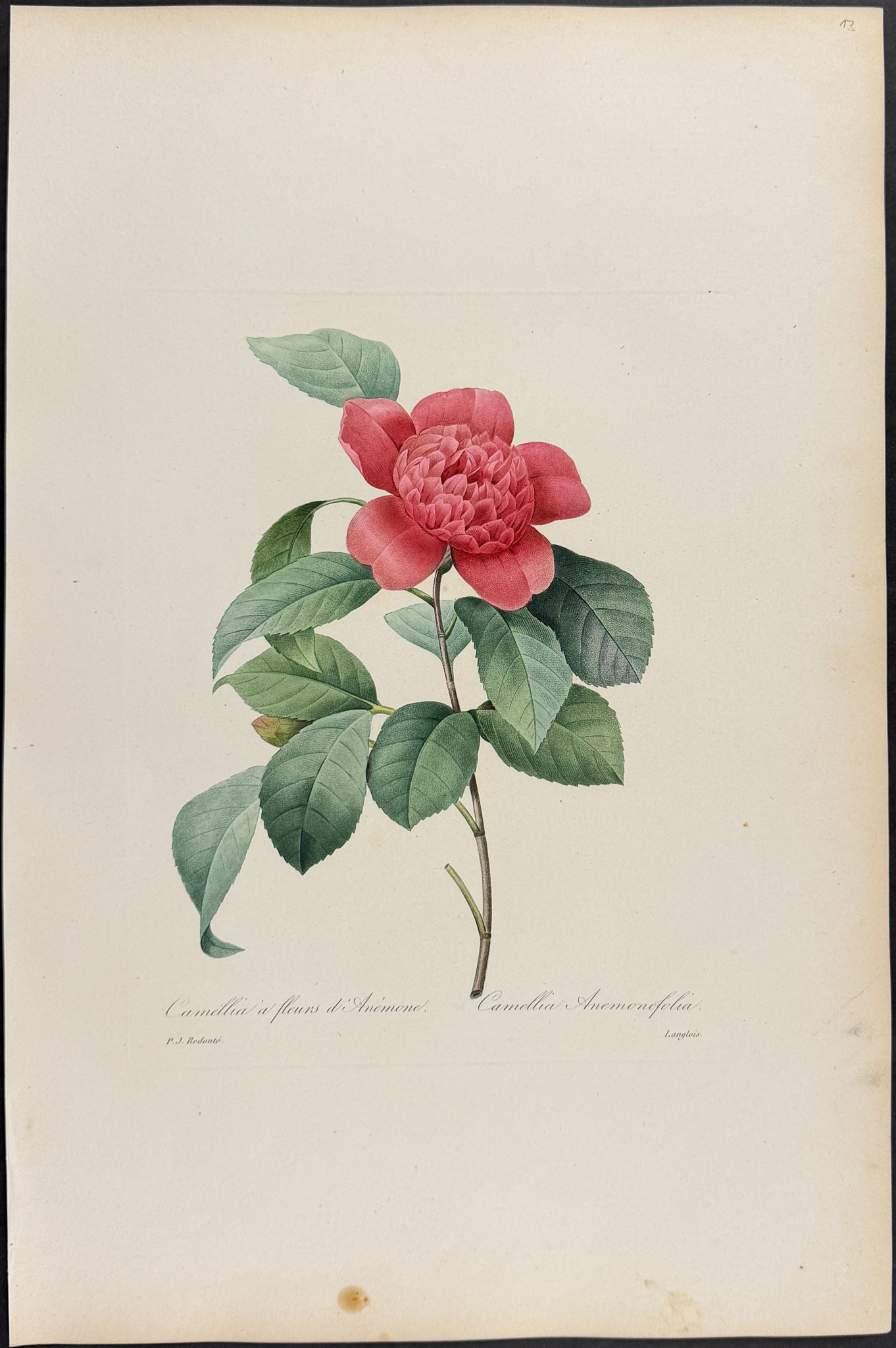 Redoute, Choix, Rare Folio - Camellia [Camellia Anemonefolia]