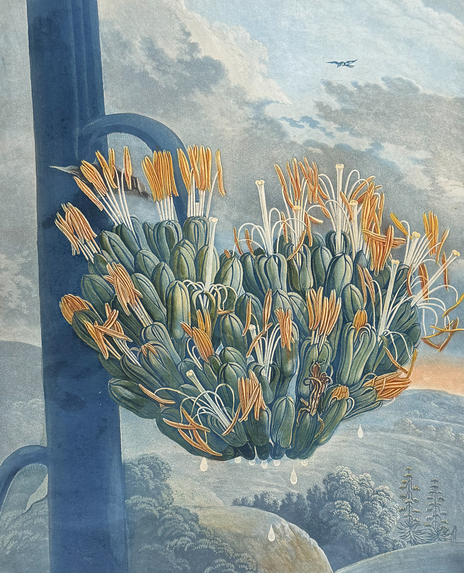 Thornton, Folio - The Aloe