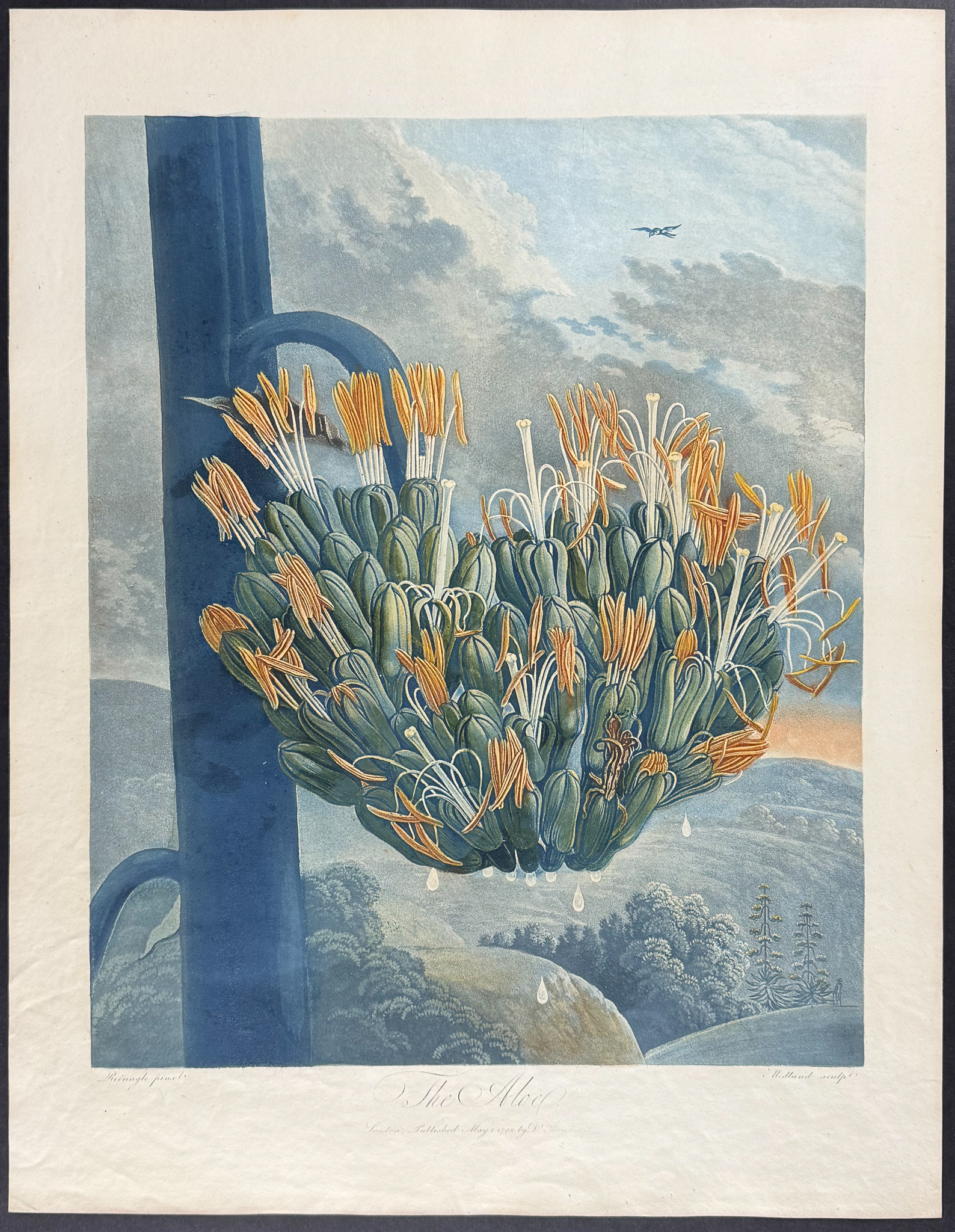 Thornton, Folio - The Aloe