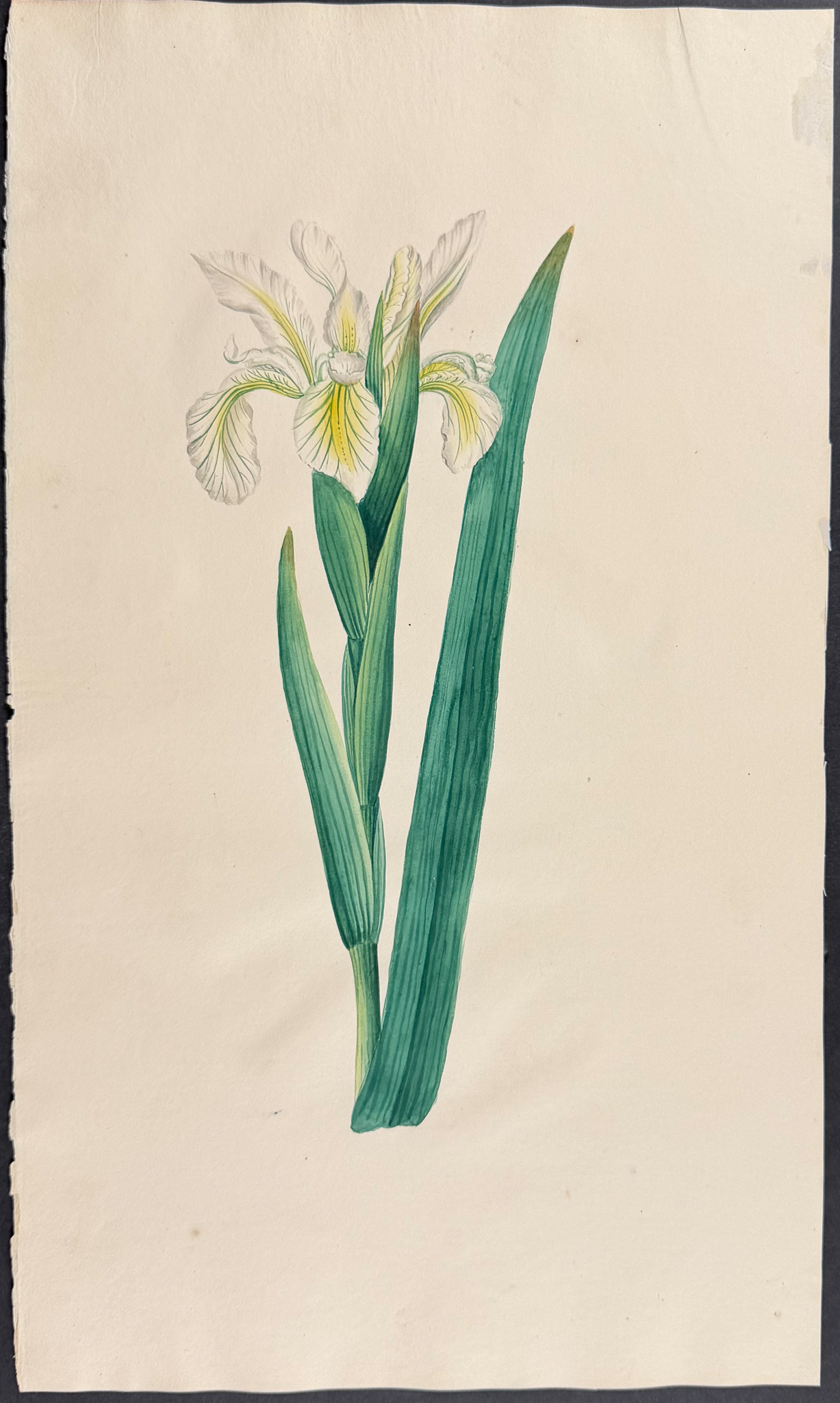 Original Watercolor of Iris (Attributed to Mary Lawrance)