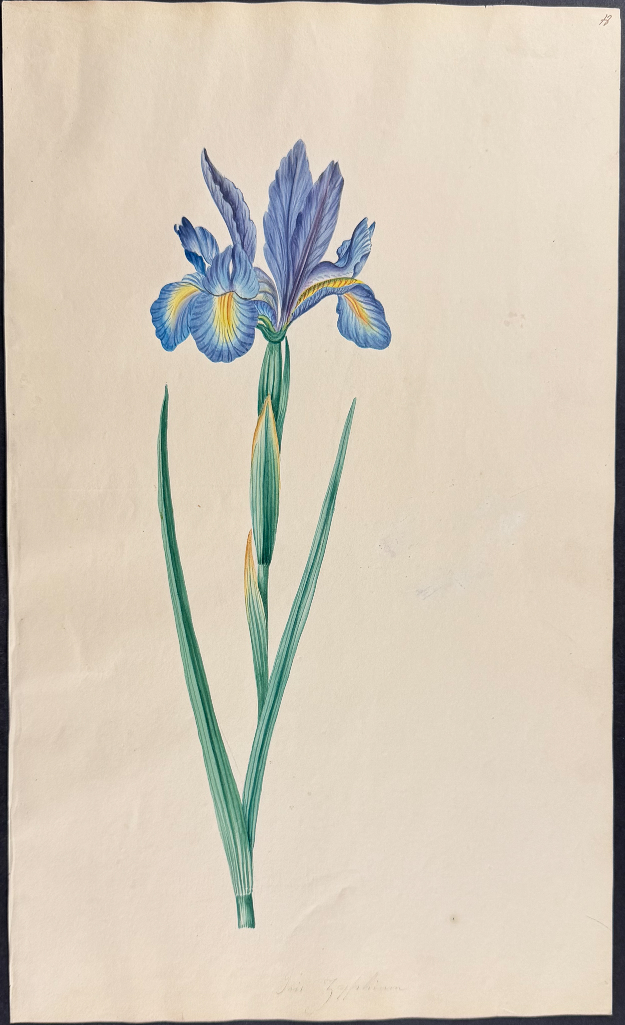 Original Watercolor of Iris (Attributed to Mary Lawrance)
