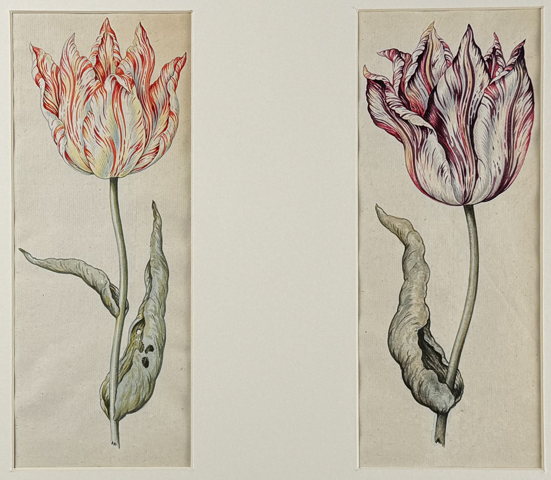 Claesz - Pair of Original Watercolors of Tulips