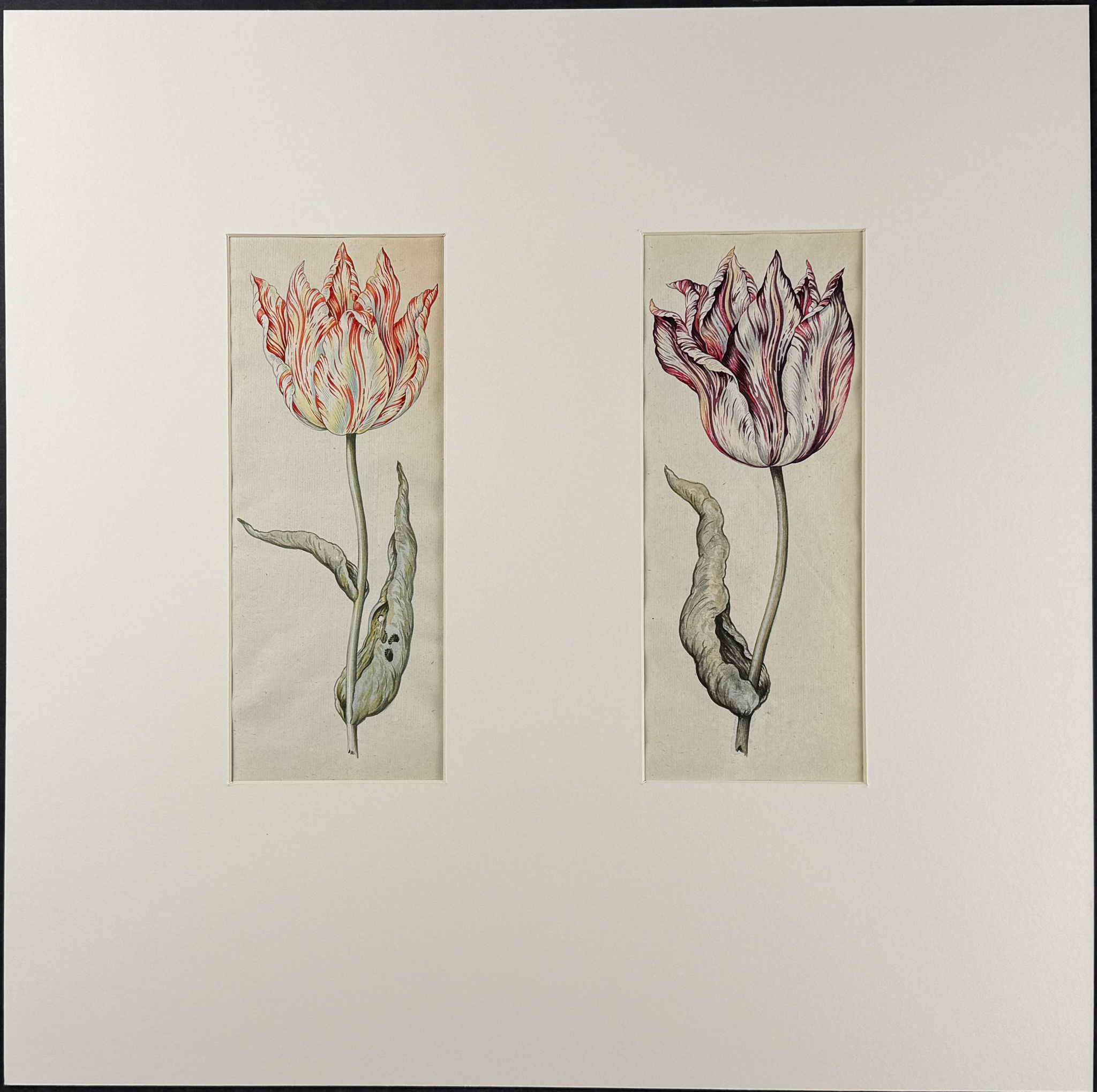 Claesz - Pair of Original Watercolors of Tulips