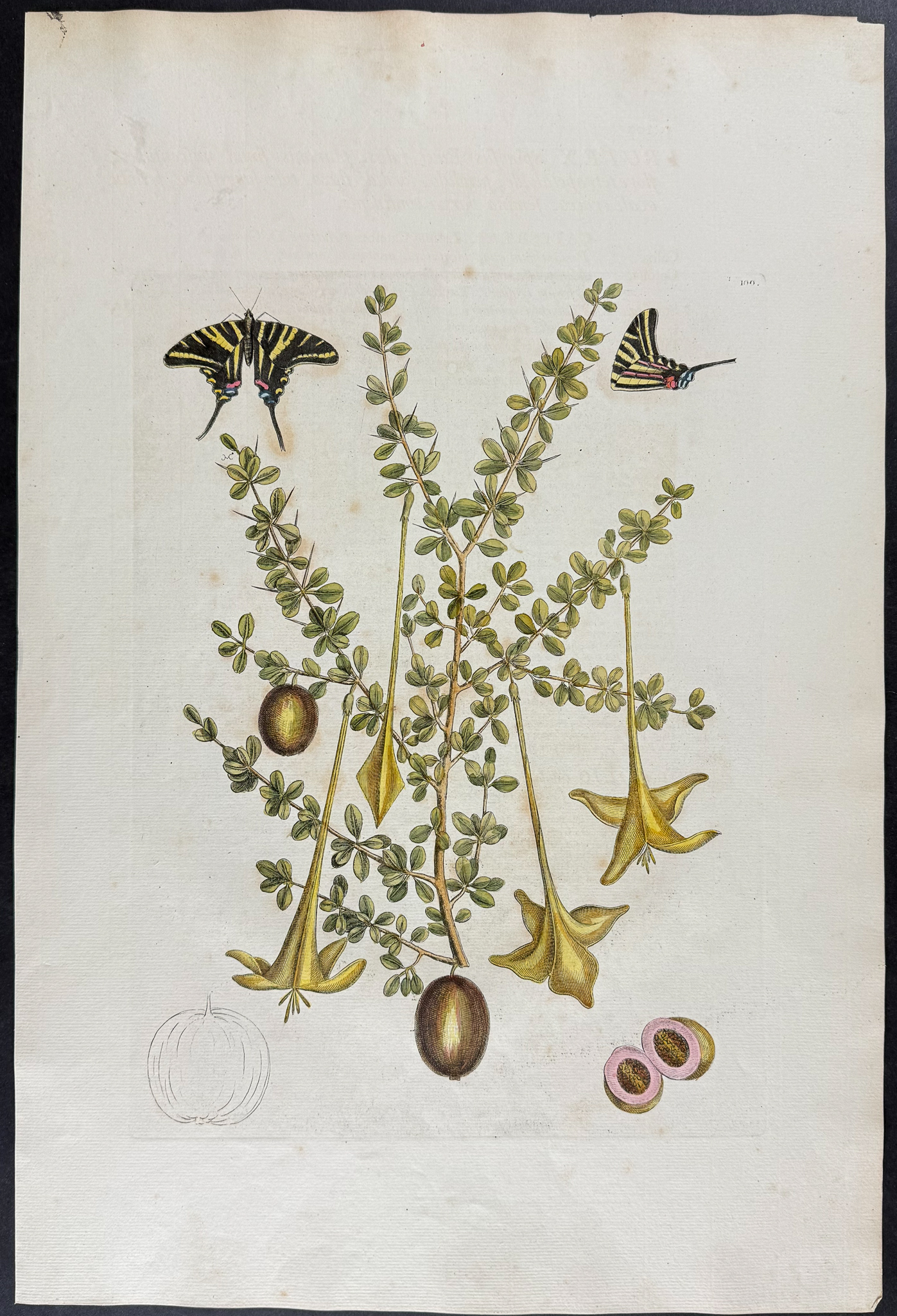 Catesby, Folio - Zebra Swallow-Tail Butterfly with Prickly Apple. 2-100