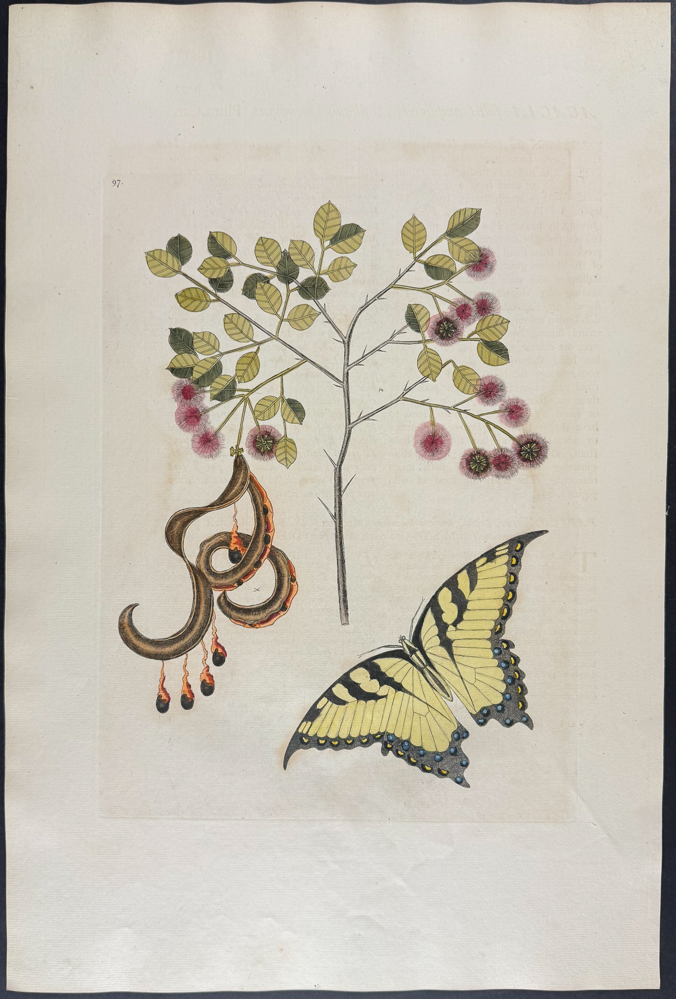 Catesby, Folio - Swallow-Tail with Acacia (Cat’s Claw). 2-97