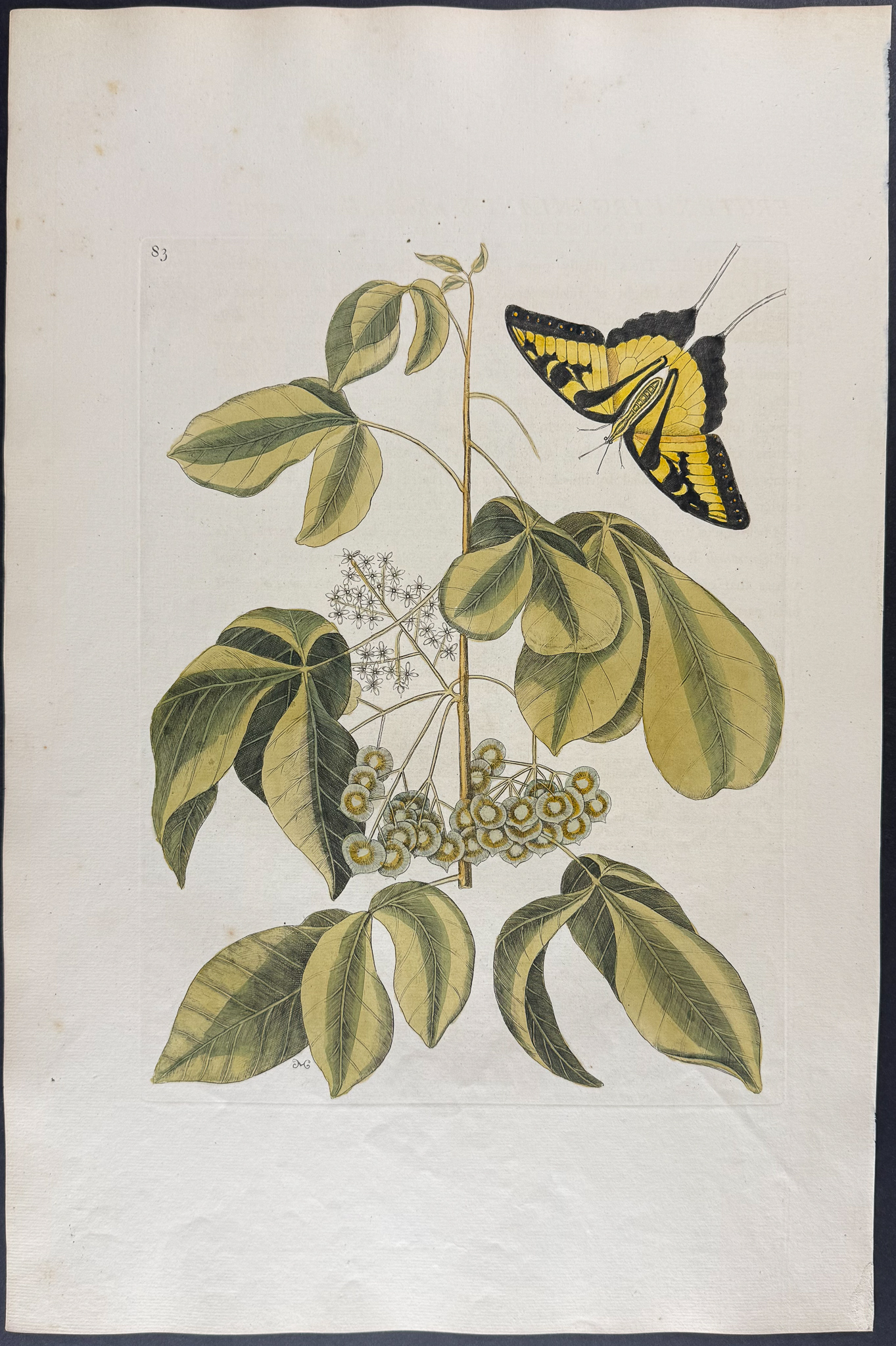Catesby, Folio - Tiger Swallow-Tail with Wafer Ash. 2-83
