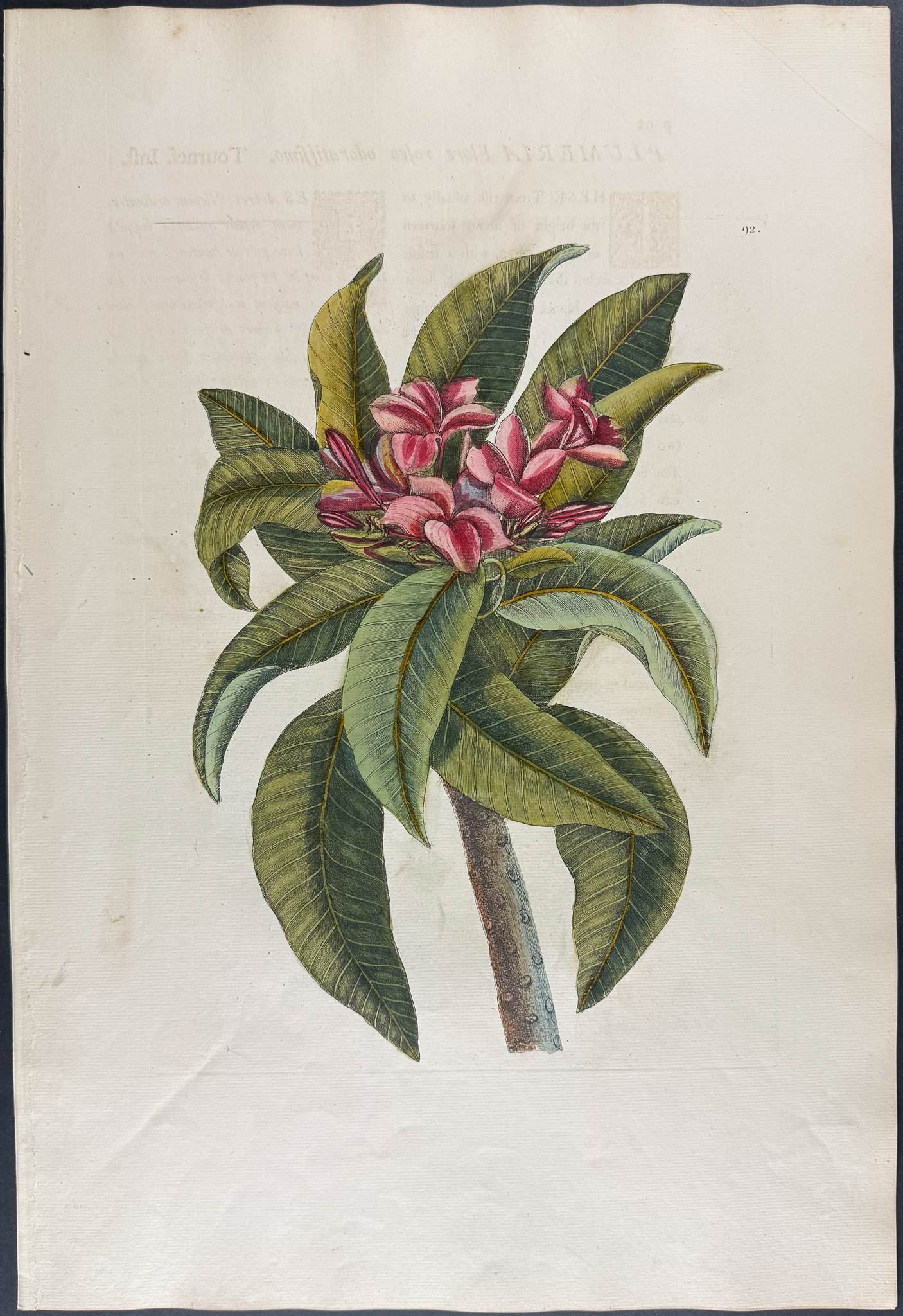 Catesby, Folio - Plumeria Flore Roseo (Red Frangipanni). 2-92