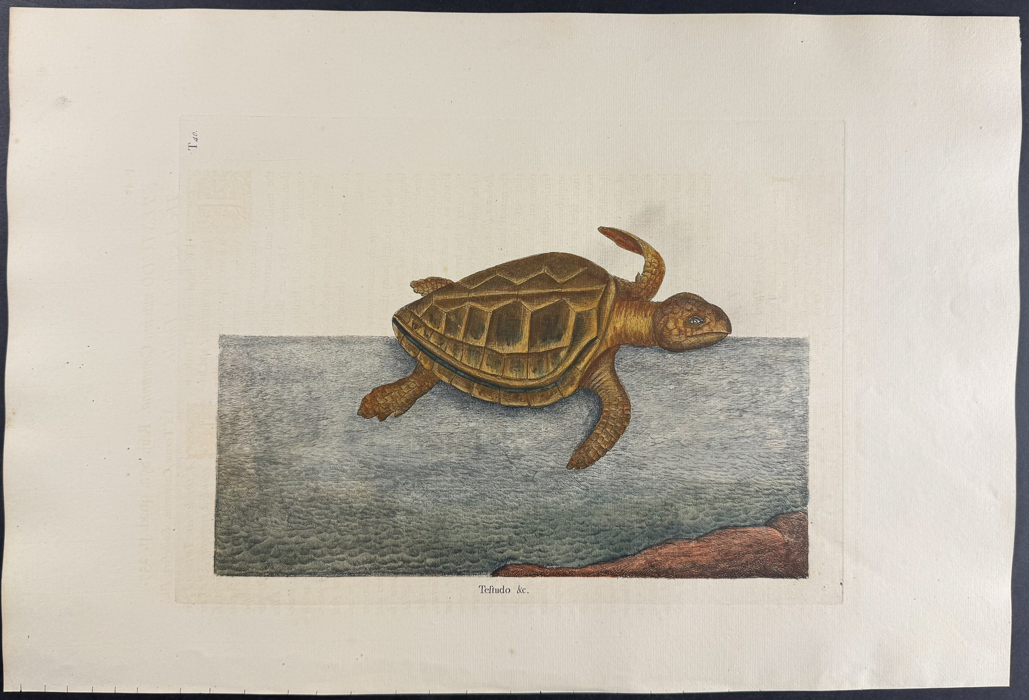 Catesby, Folio - Loggerhead Turtle. 2-40