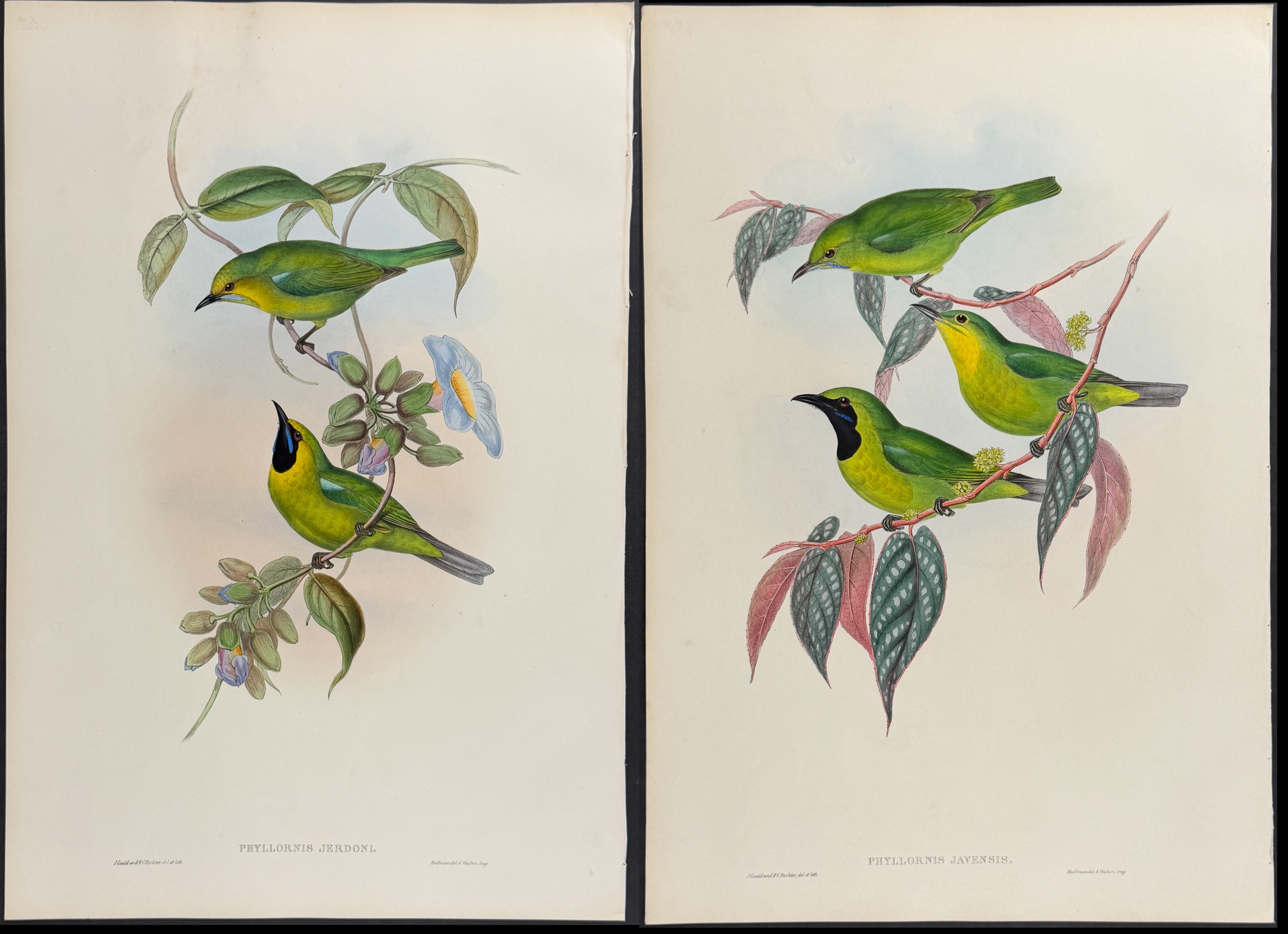 Gould, Asia - Pair of Phyllornis Bird Lithographs