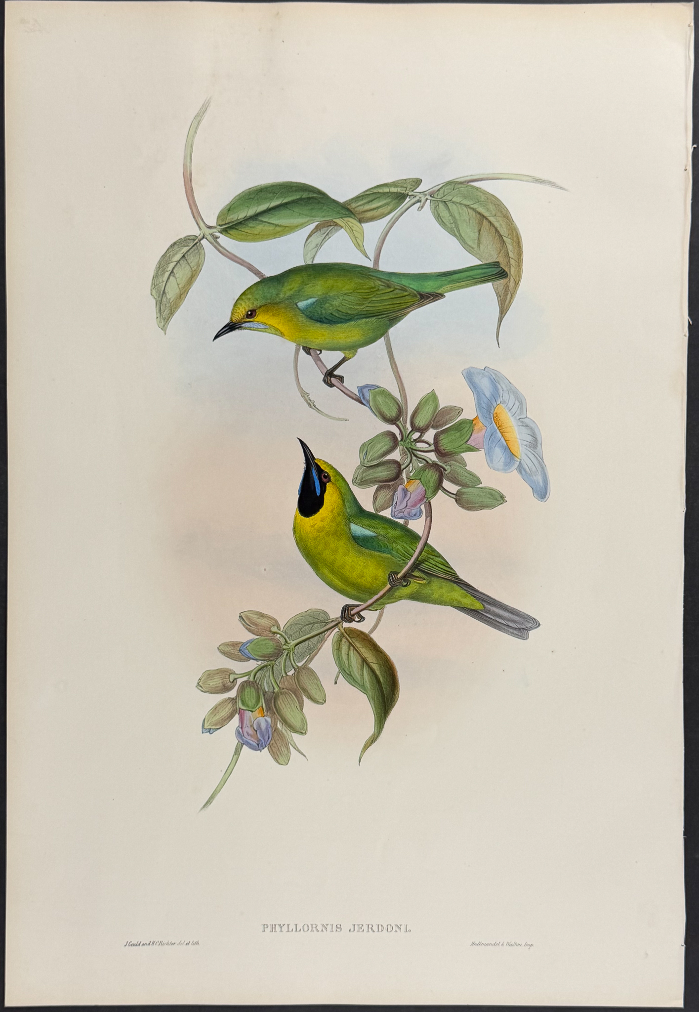 Gould, Asia - Pair of Phyllornis Bird Lithographs