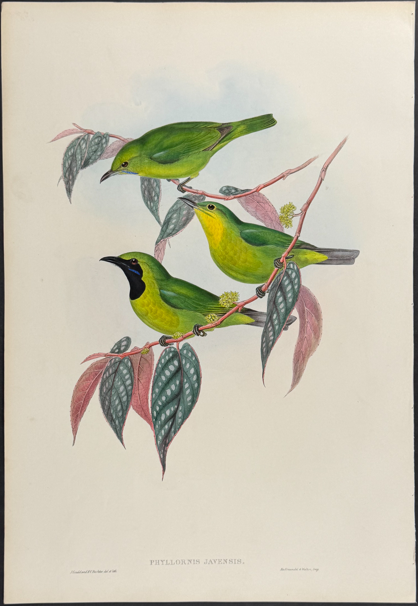 Gould, Asia - Pair of Phyllornis Bird Lithographs