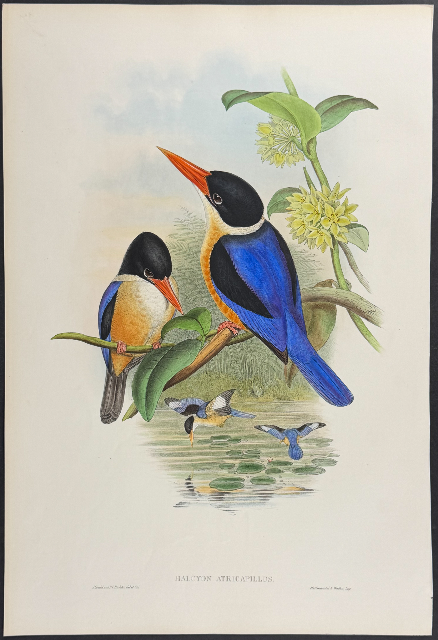 Gould, Asia - Black-capped Kingfisher [Halcyon Atricapillus]