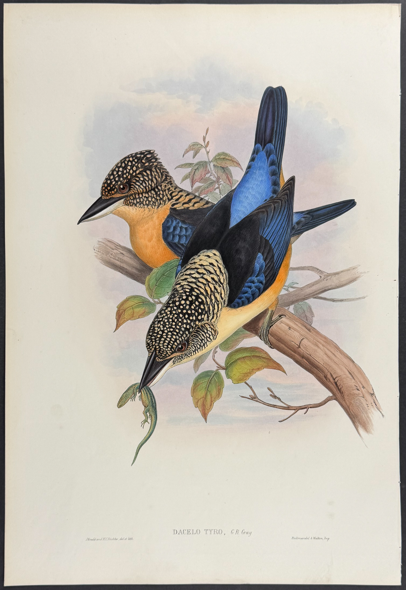 Gould, Asia - Mantled Kingfisher [Dacelo Tyro]