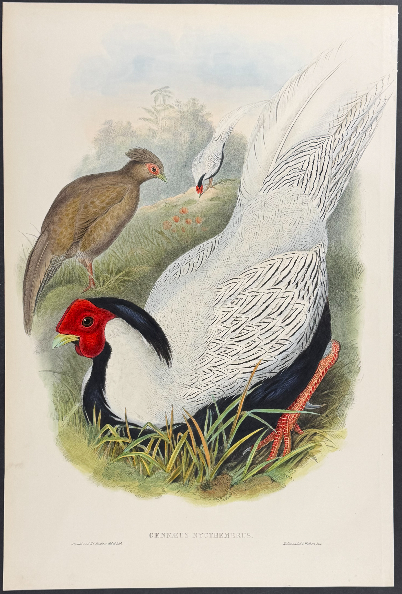 Gould, Asia - Pencilled Pheasant [Gennaeus Nycthemerus]