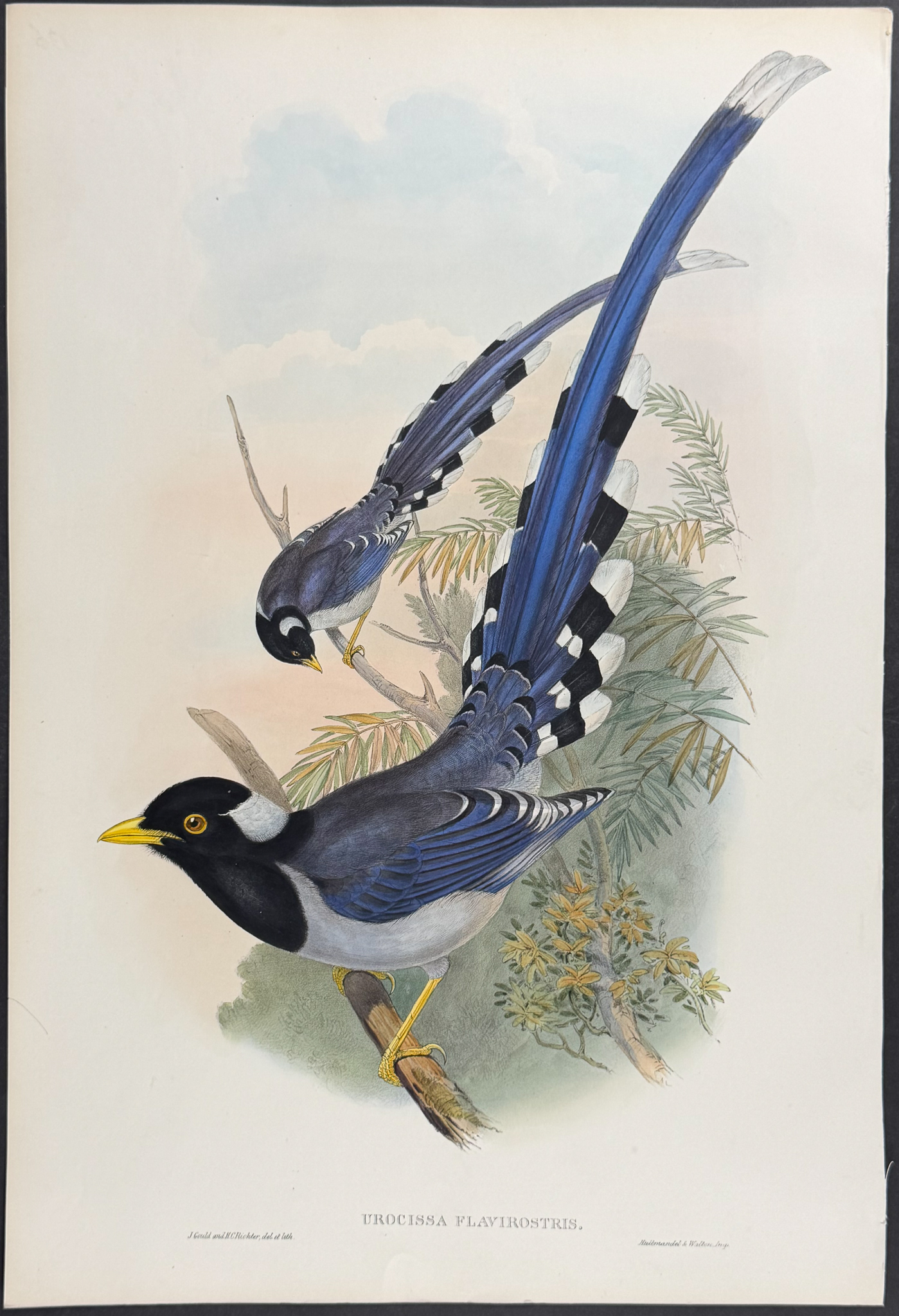 Gould, Asia - Yellow-billed Blue Pie [Urocissa Flavirostris]