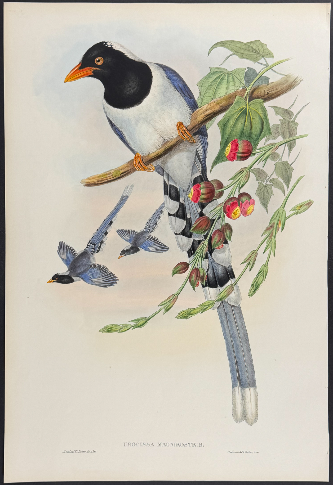 Gould, Asia - Great-billed Blue Pie [Urocissa Magnirostris]