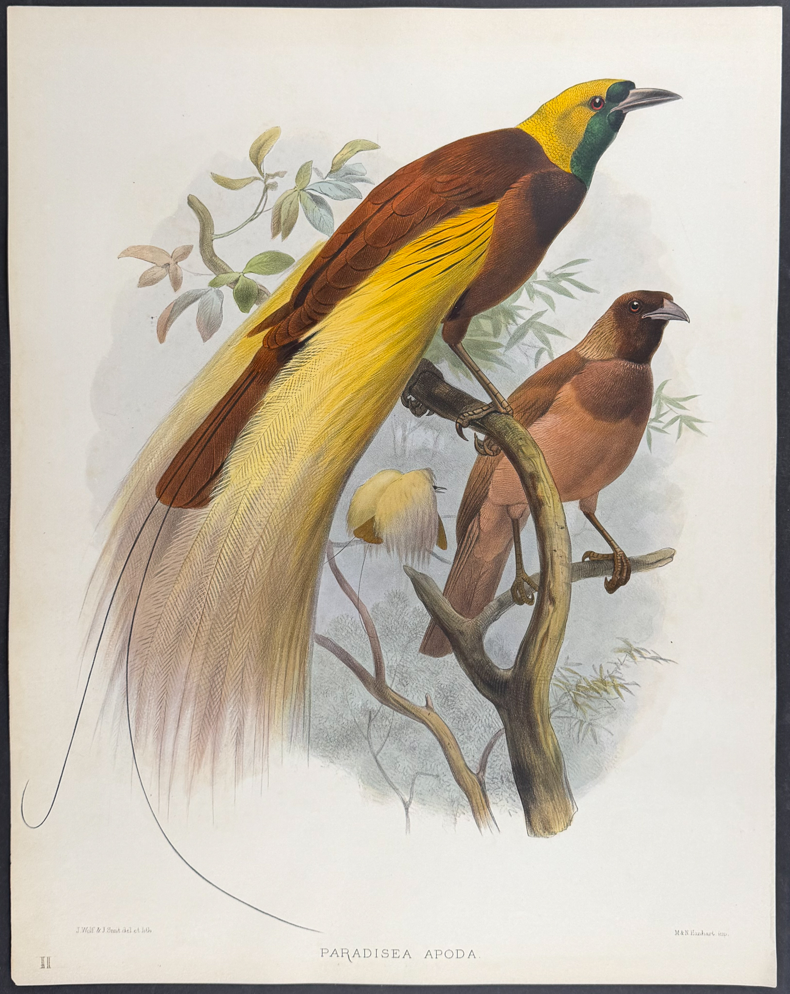 Elliot - Great Bird of Paradise [Paradisea Apoda]