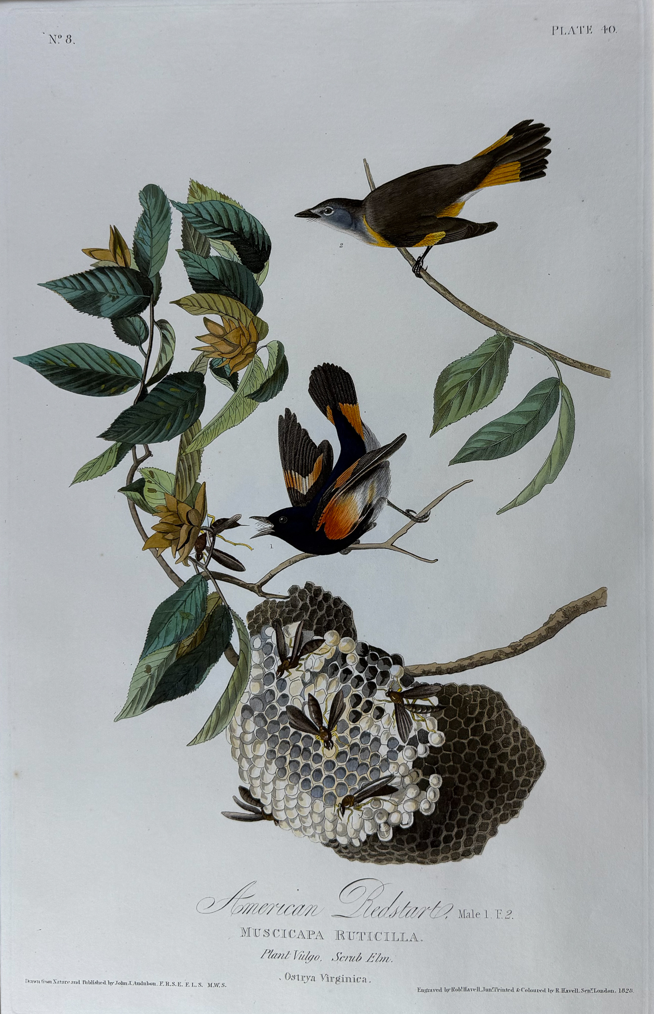Audubon, Havell Ed - American Redstart. 40