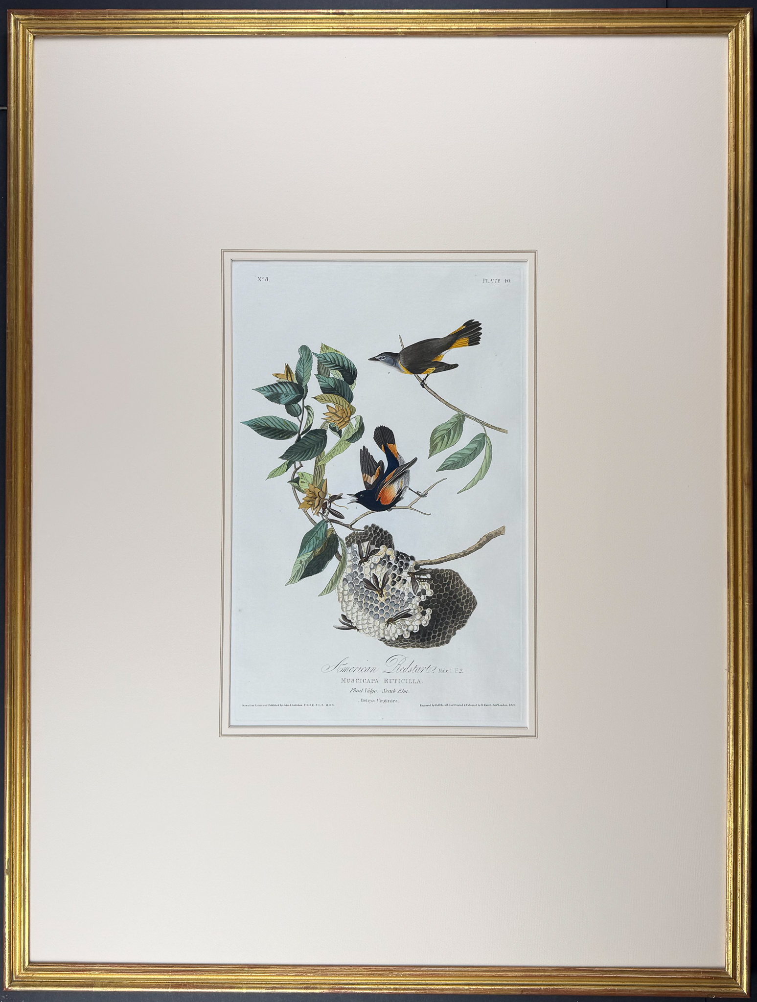 Audubon, Havell Ed - American Redstart. 40
