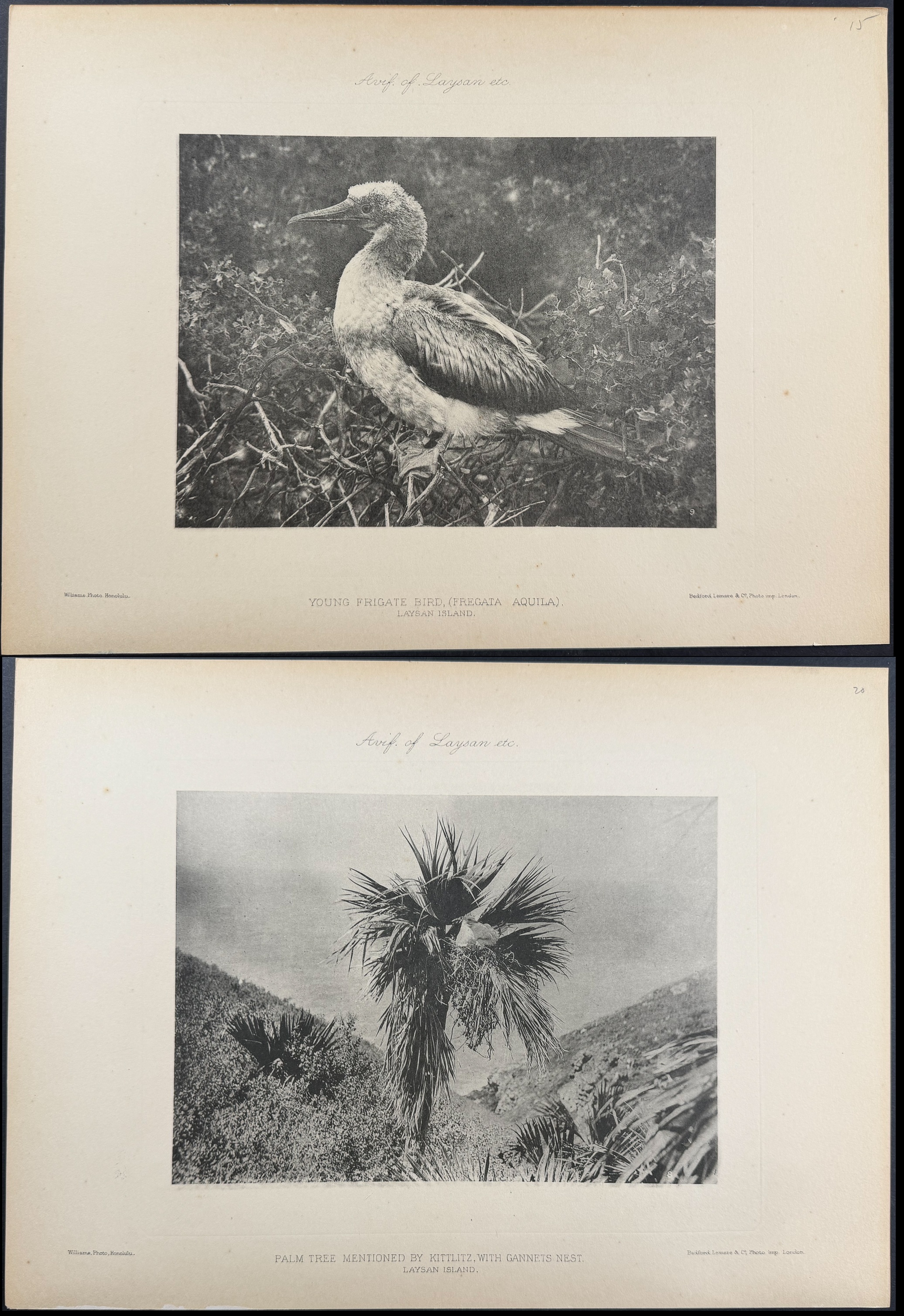 Rothschild & Keulemans, Hawaii - 10 Bird Lithographs
